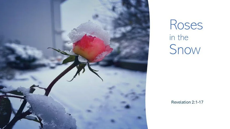 Roses in the Snow - Fritz Longabaugh