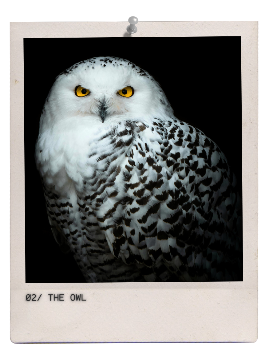 THE OWL | Online Breath of the Wild