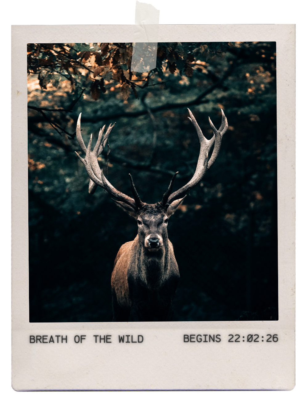 BREATH OF THE WILD SERIES