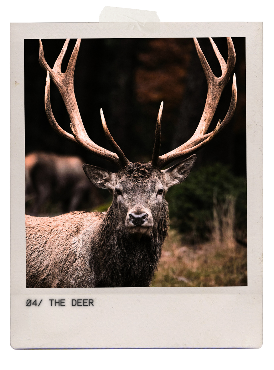 THE DEER | Online Breath of the Wild