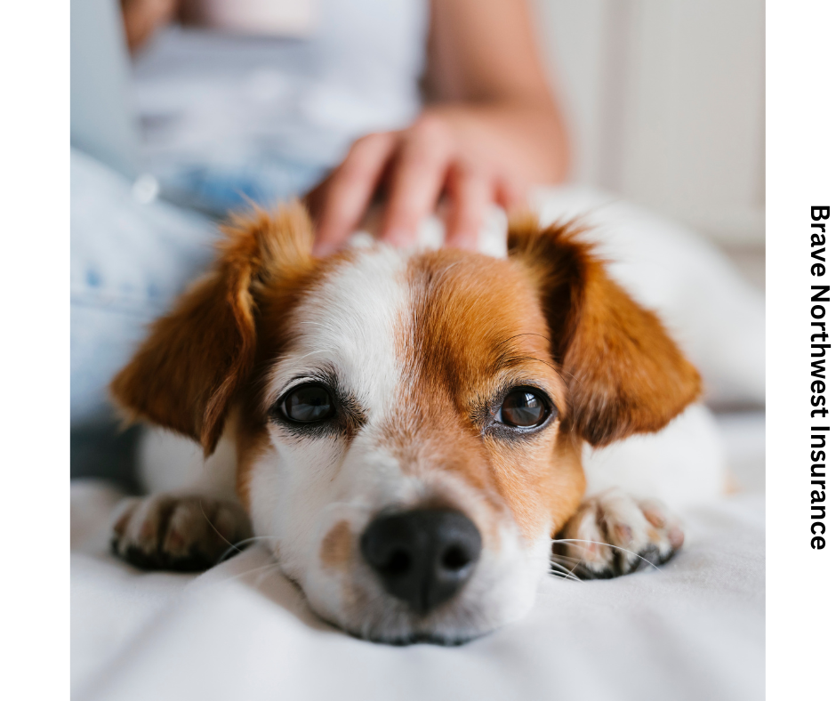 Pet Care Insurance
