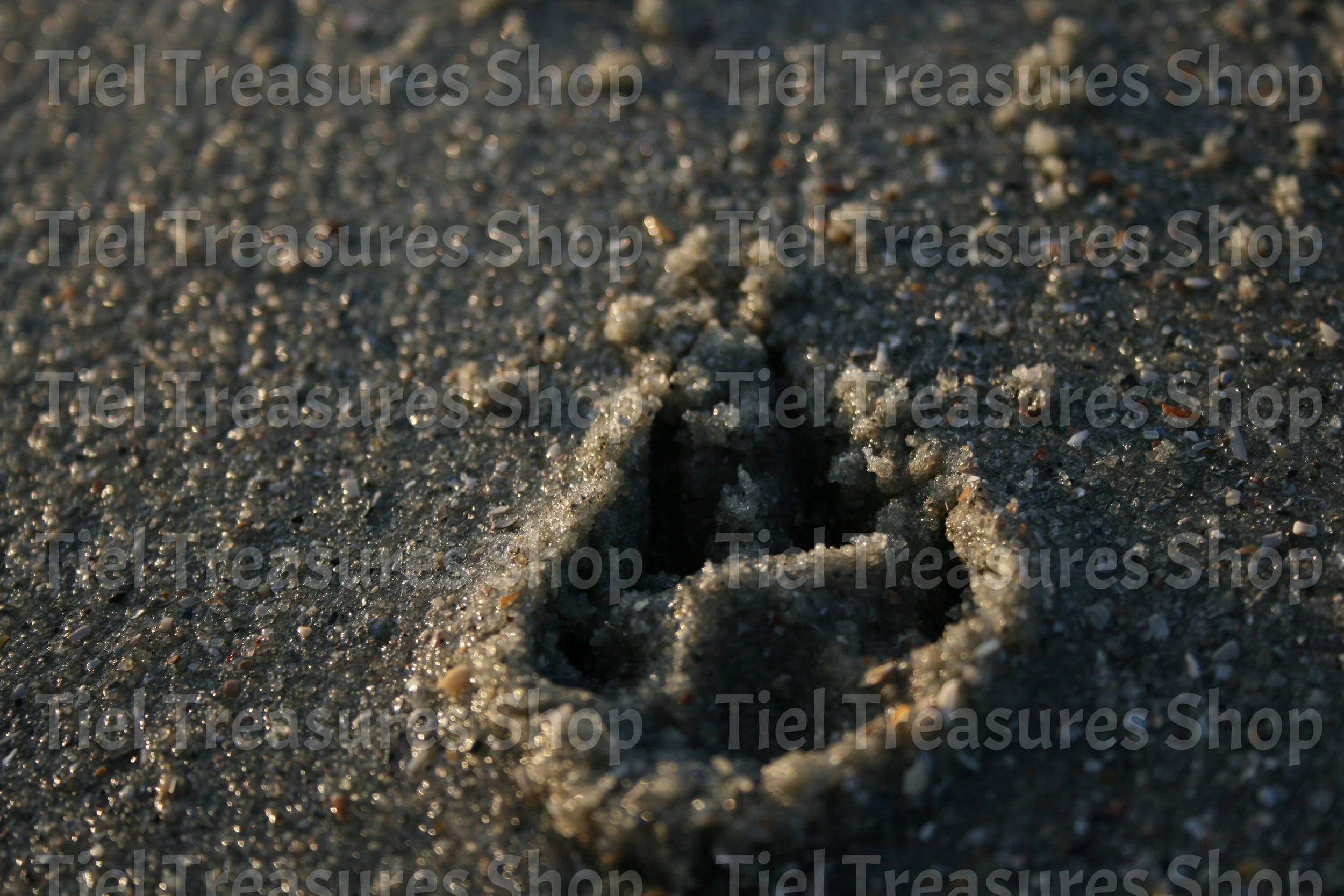 Paw Print in the Sand