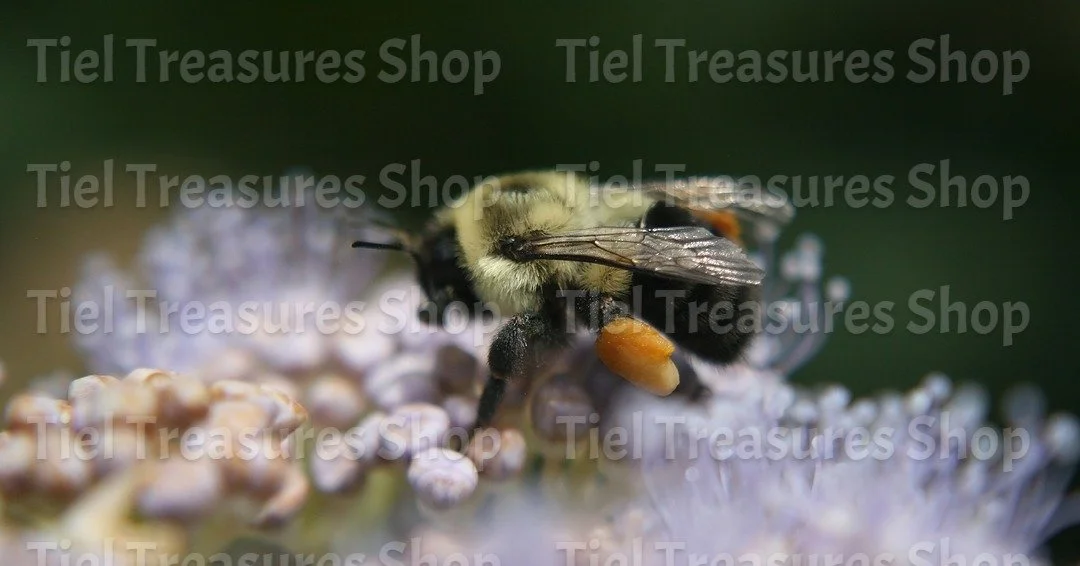 Bee Collecting Pollen