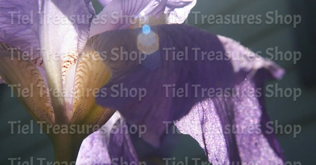 Purple Iris in the Sun