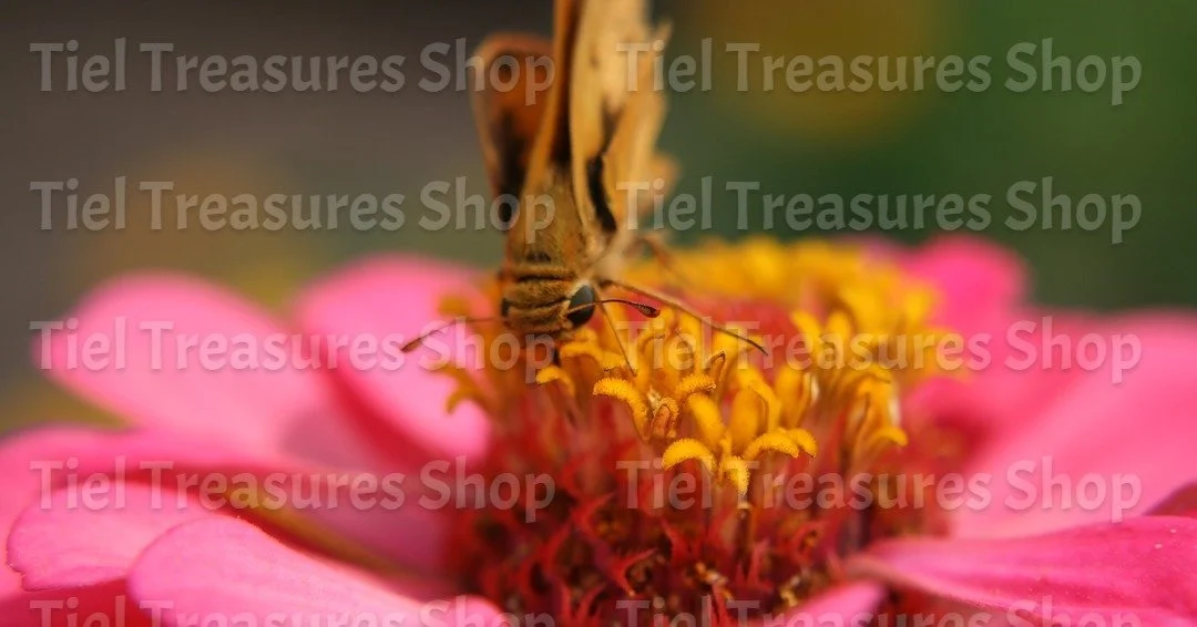 Butterfly on a Flower