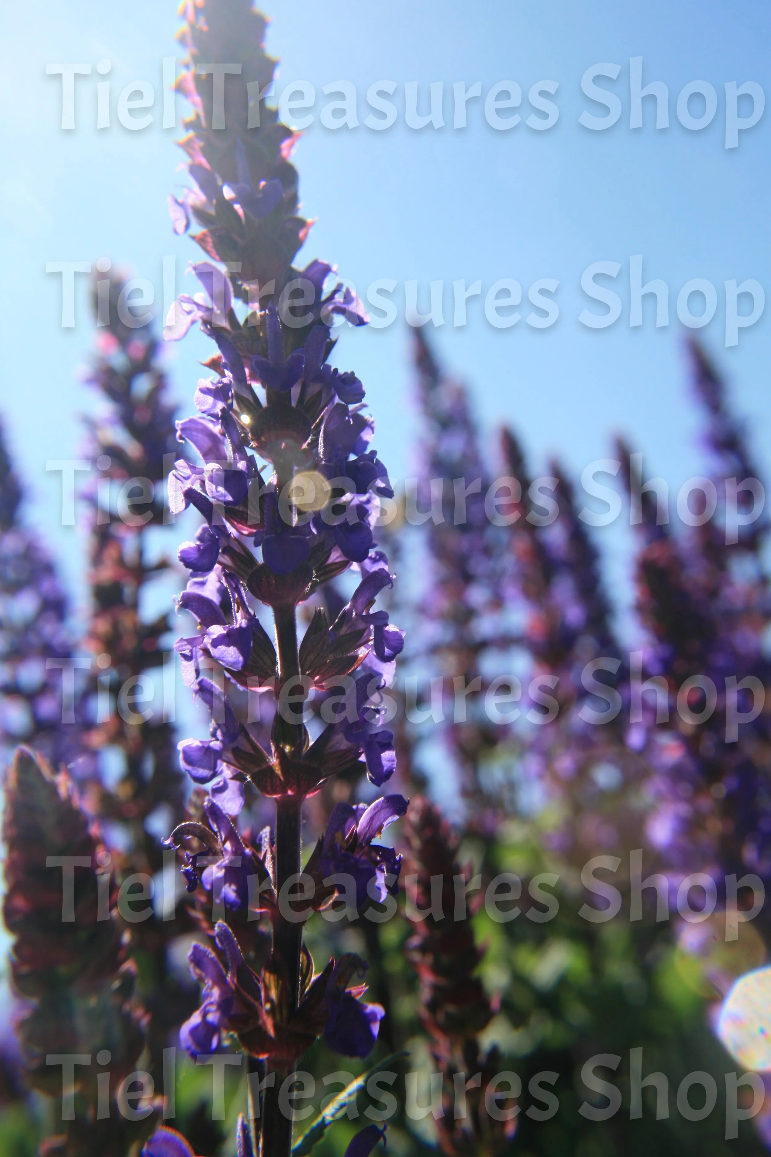 Salvia in the Sun