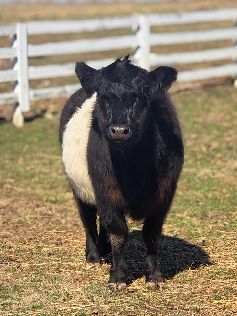 A small black and white calf standing in a grassy field next to a white wooden fence, with a tree and open sky in the background.