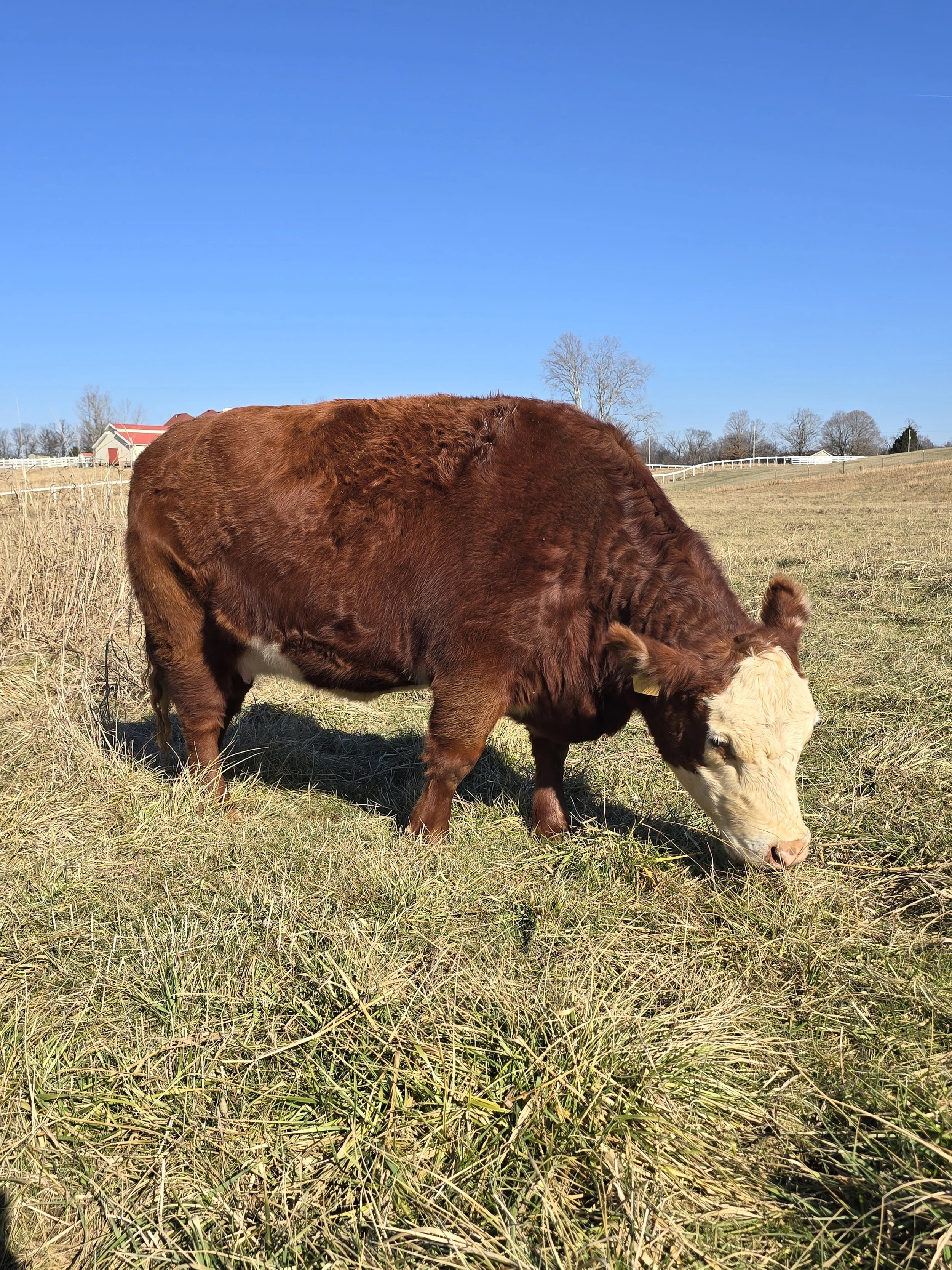 A cow with a white face and brown body standing in a grassy field, with a second black and white cow in the background.