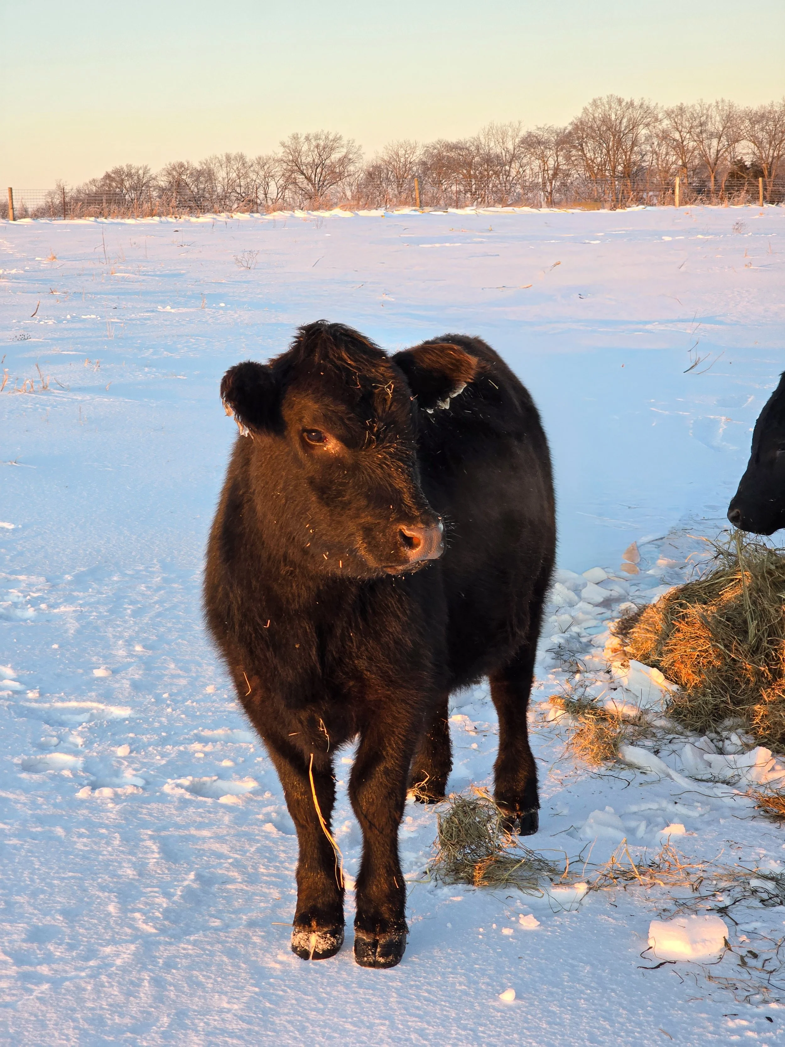 A small black and brown cow standing next to a white wooden fence on a grassy field.
