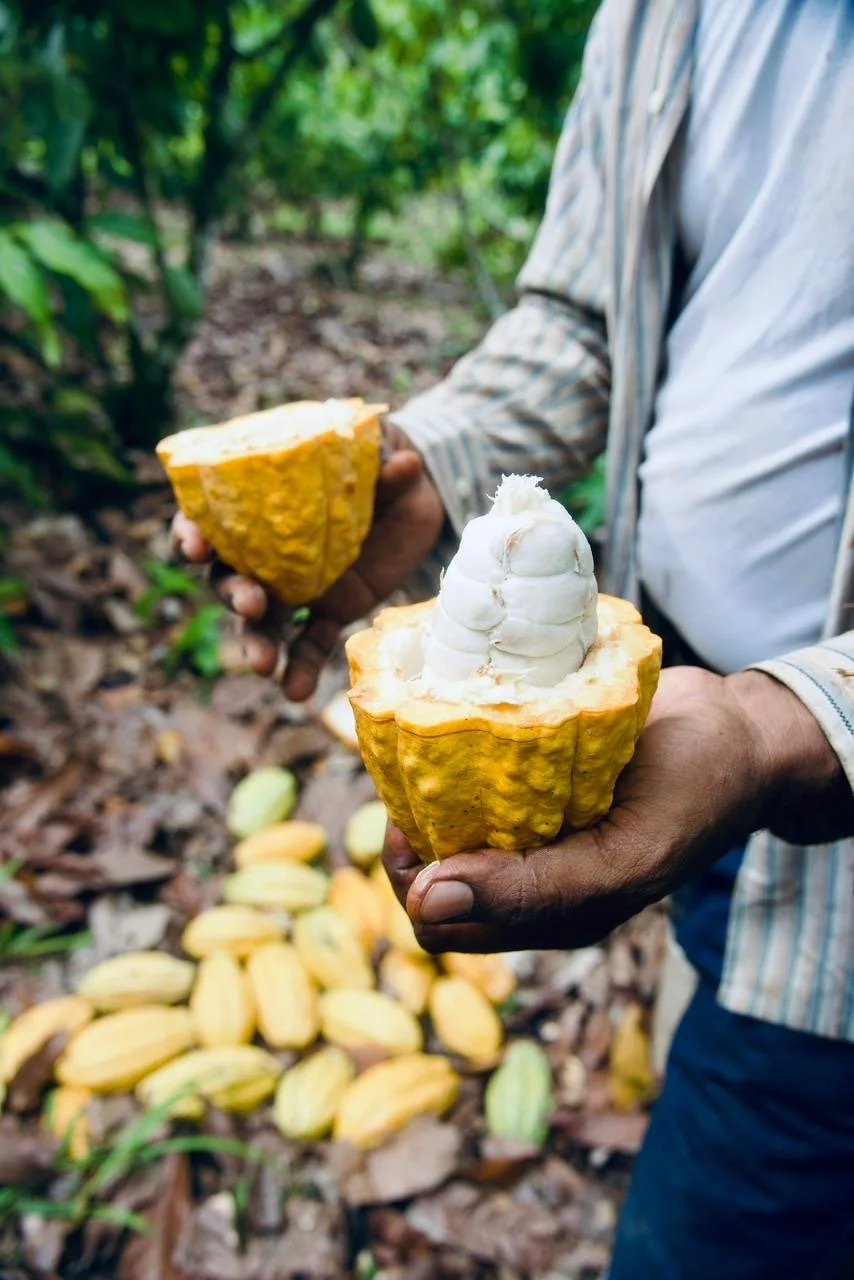 Person holding two peeled cacao pods filled with white pulp and seeds, with more cacao pods on the ground in a lush, green plantation.