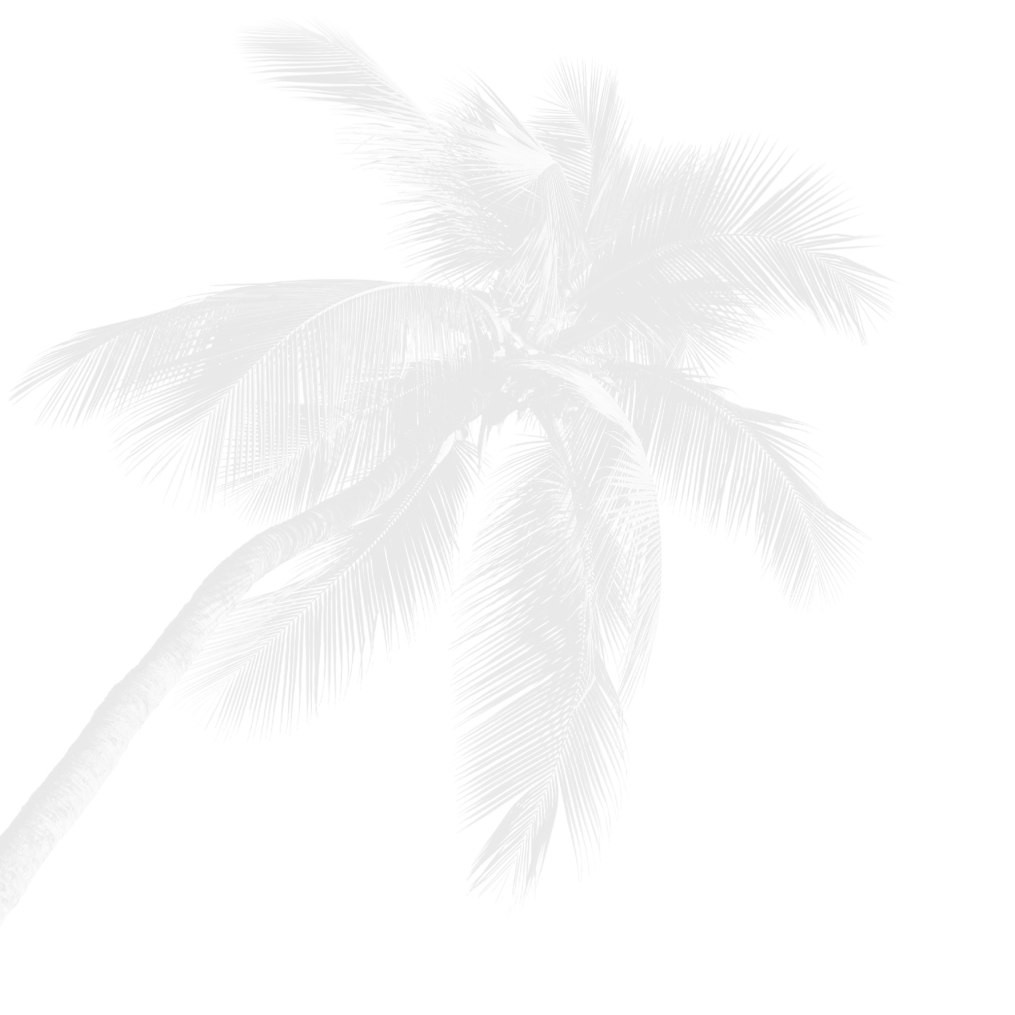 Black and white image of a palm tree with large fronds isolated on a black background.