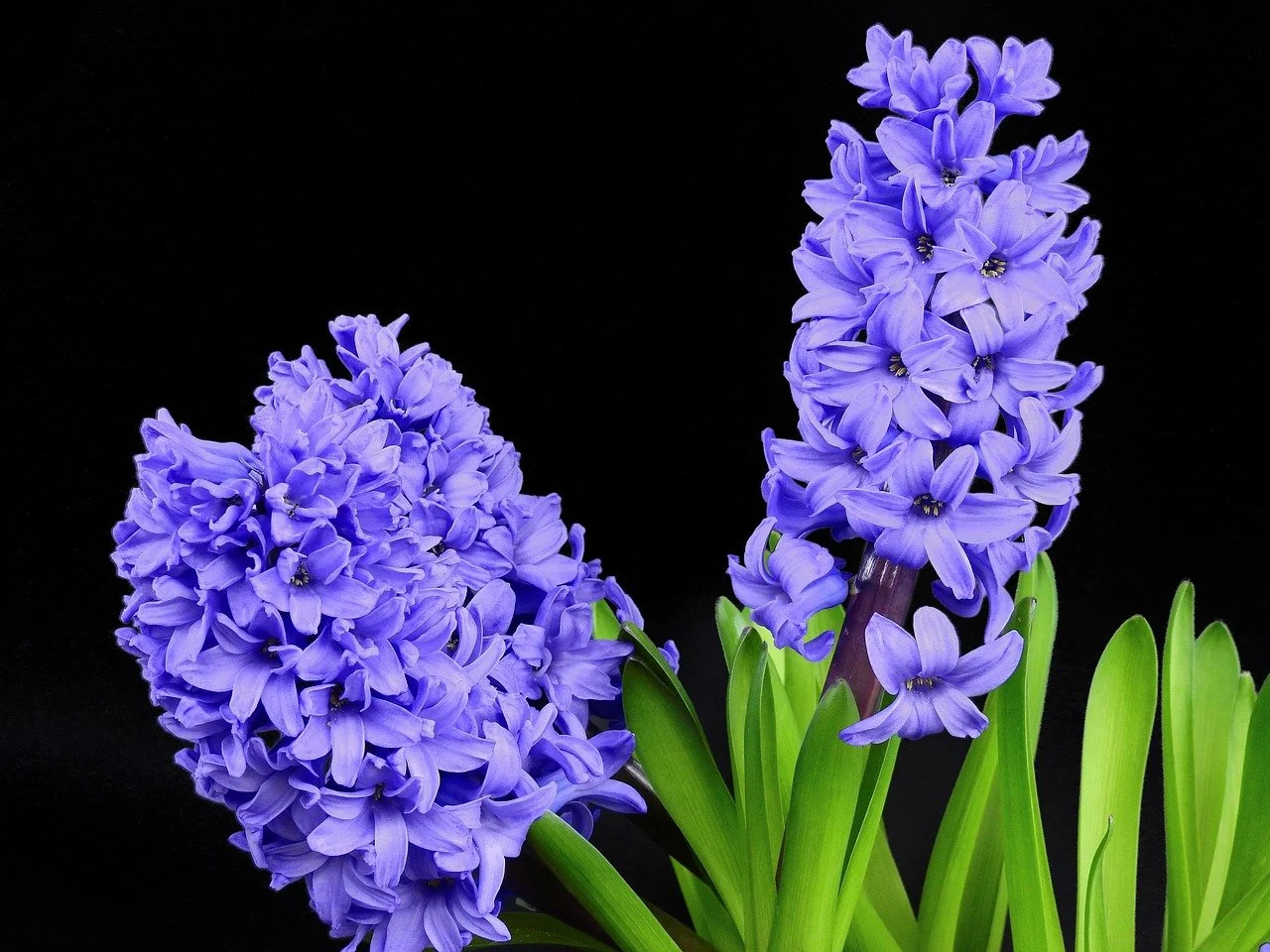 Hyacinths and Whole Life Death Doula
