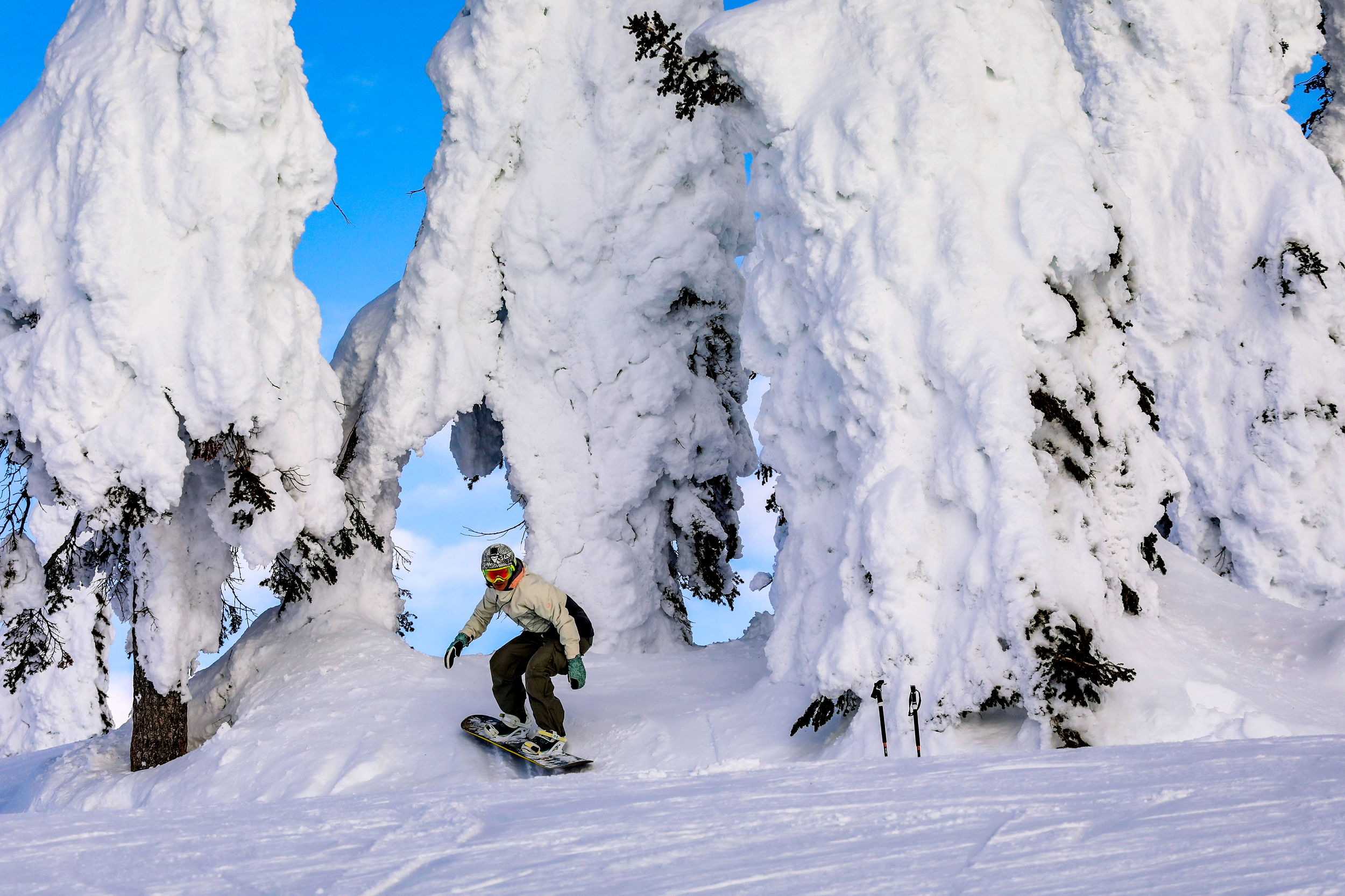 A person snowboarding down a snowy slope among tall, snow-covered trees under a blue sky.