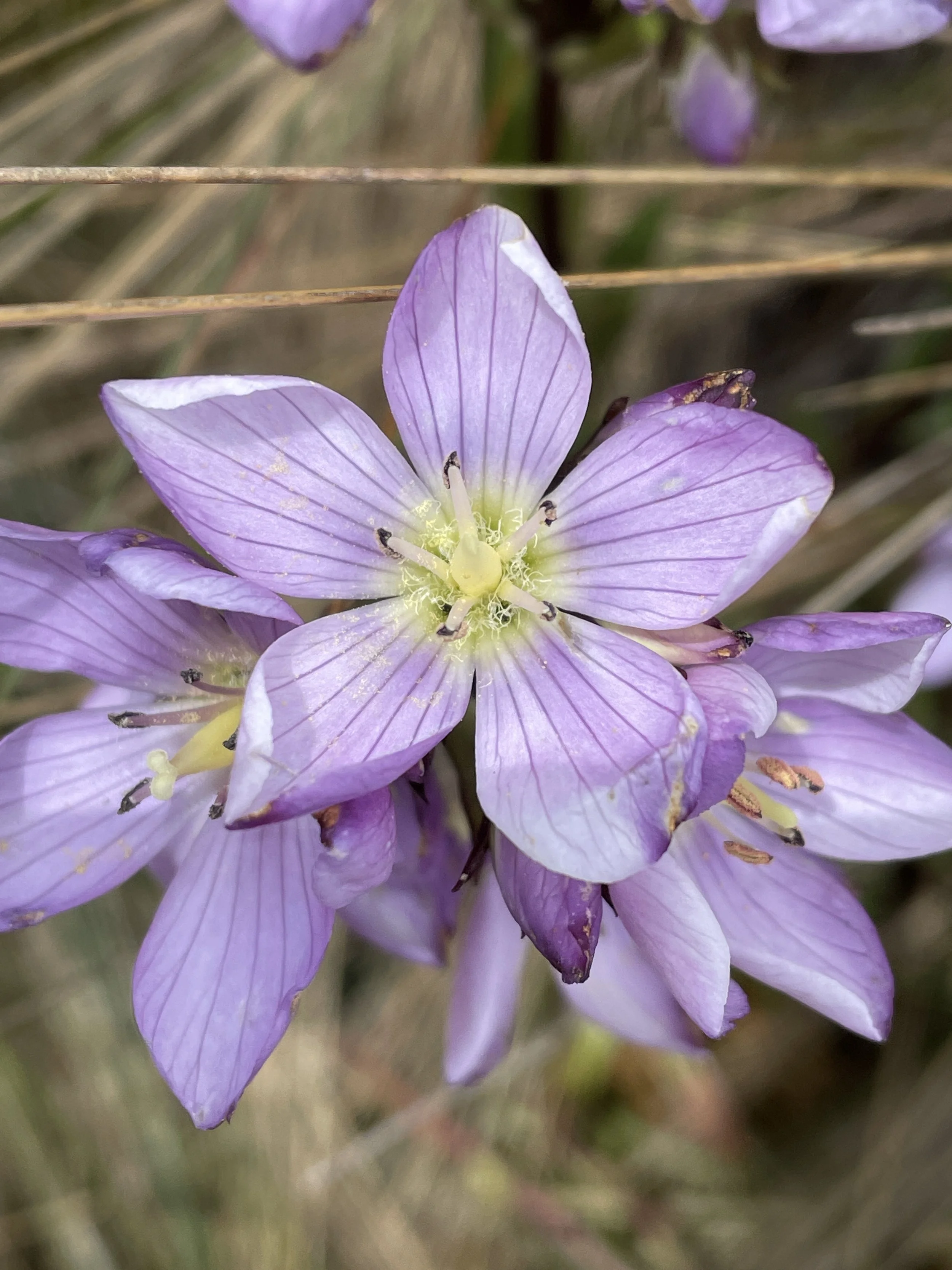 A Purple Ecuadorian Flower