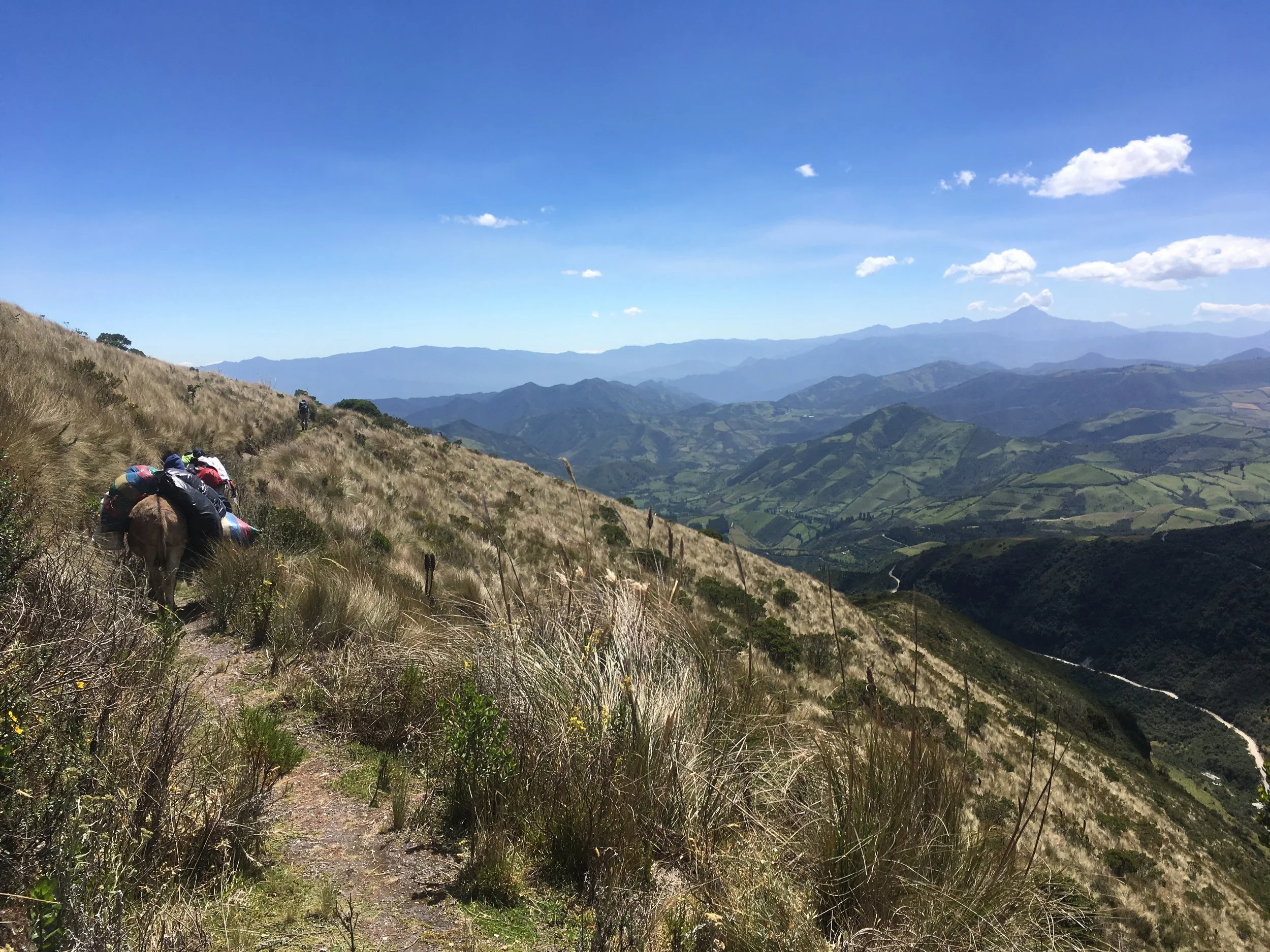 Plant Responses to Global Environmental Change in the Alpine: Sisi’s Keynote Address at GREEBS 2025