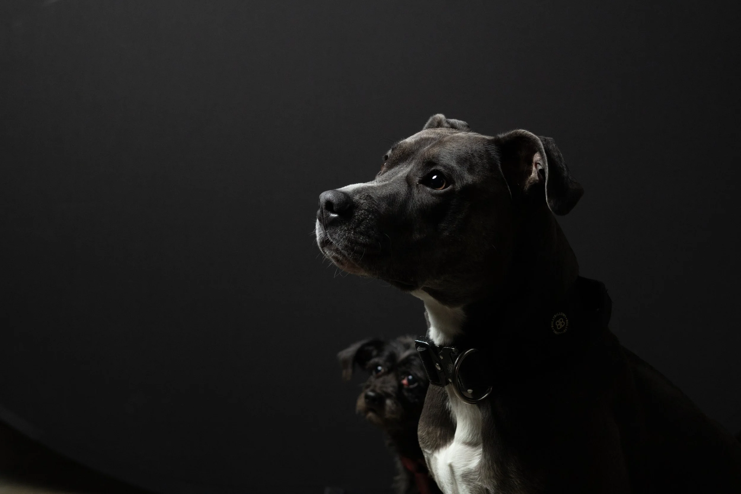Two dogs, one in the foreground with a black collar and the other in the background, against a black background.