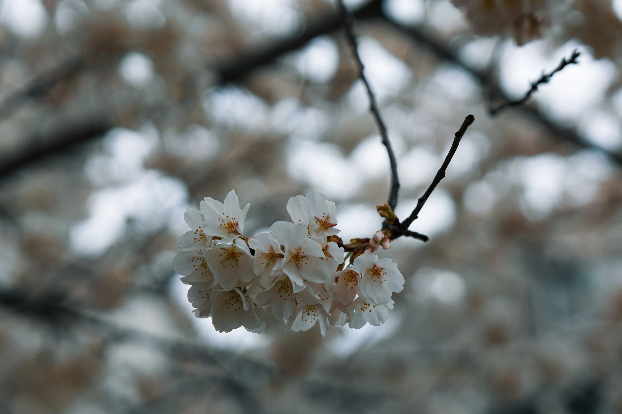 Blossoms.jpg