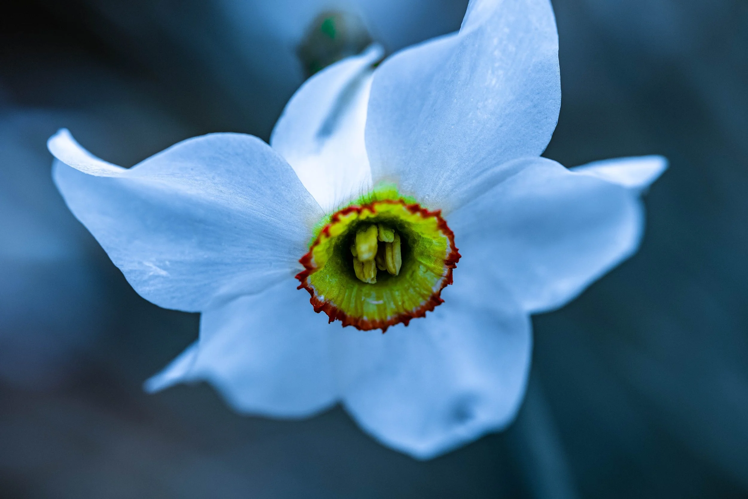Close-up of a white flower with a green and red center