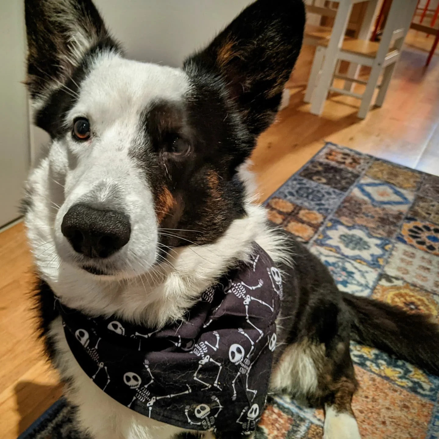 My brand new spooky bandanas arrived in the mail yesterday! I can't wait to wear this one on my tour tonight! Will I see you there? Tickets are still available this weekend! Come join me and I'll show you the dark side of Hamburg's history. #hauntedh