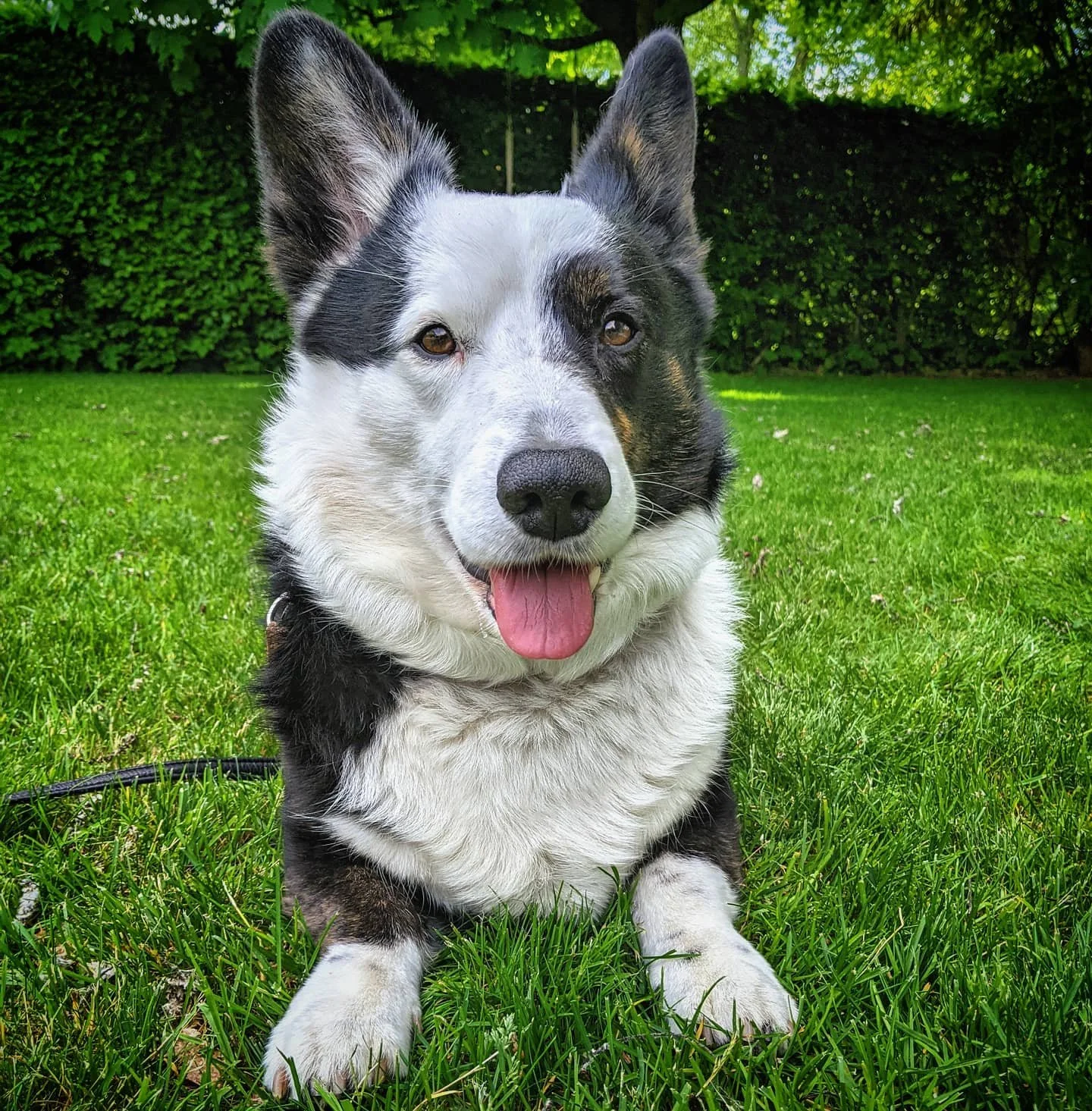 We're back! Come join us on a tour this Friday or Saturday at 8pm! Come with me and my human and we'll show you the dark side of the city's history! www.hh-tours.com #wereback #bossdog #walkingtours #hamburg #hamburgtourismus #hamburgtourism #dogsofh