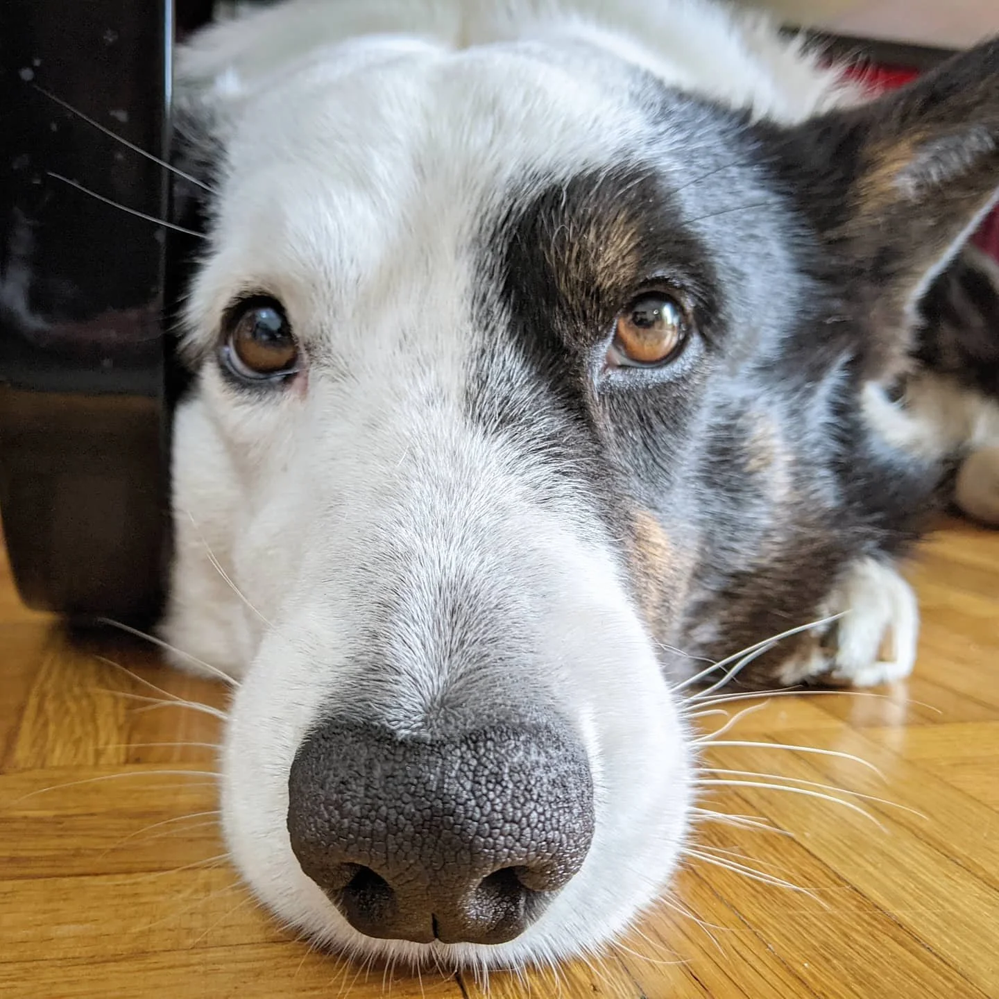 Good morning, friends! I hope I can see you all again soon. 🐶#corgisofinstagram #dogsofinstagram #dogsofhamburg #hamburglockdown #lazyday #tireddog