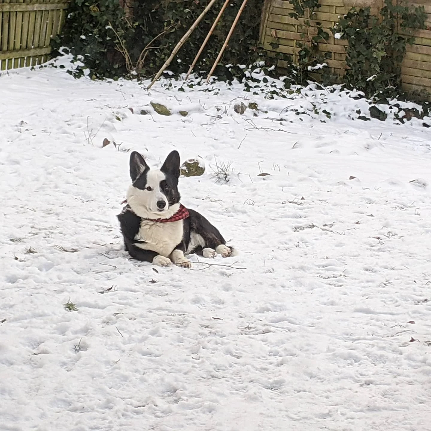 You humans may think it's cold, but I love this weather. I'd lay out here all day if my human would let me! #snowdog #snow #cold #corgisofinstagram #dogsofinstagram #hamburg #hamburglockdown