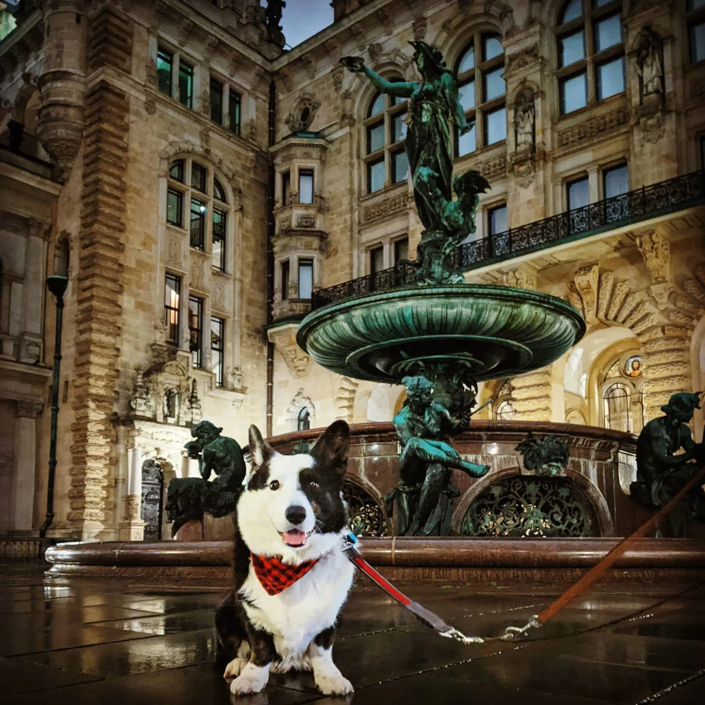 In person tours are still a no-no, but I'm working on a project to bring you a virtual tour! Stay tuned! @walkour #corgisofinstagram #dogsofinstagram #dogsofhamburg #hamburg #hamburglockdown #hamburgtourismus #hamburgtourism #tourdog #tour