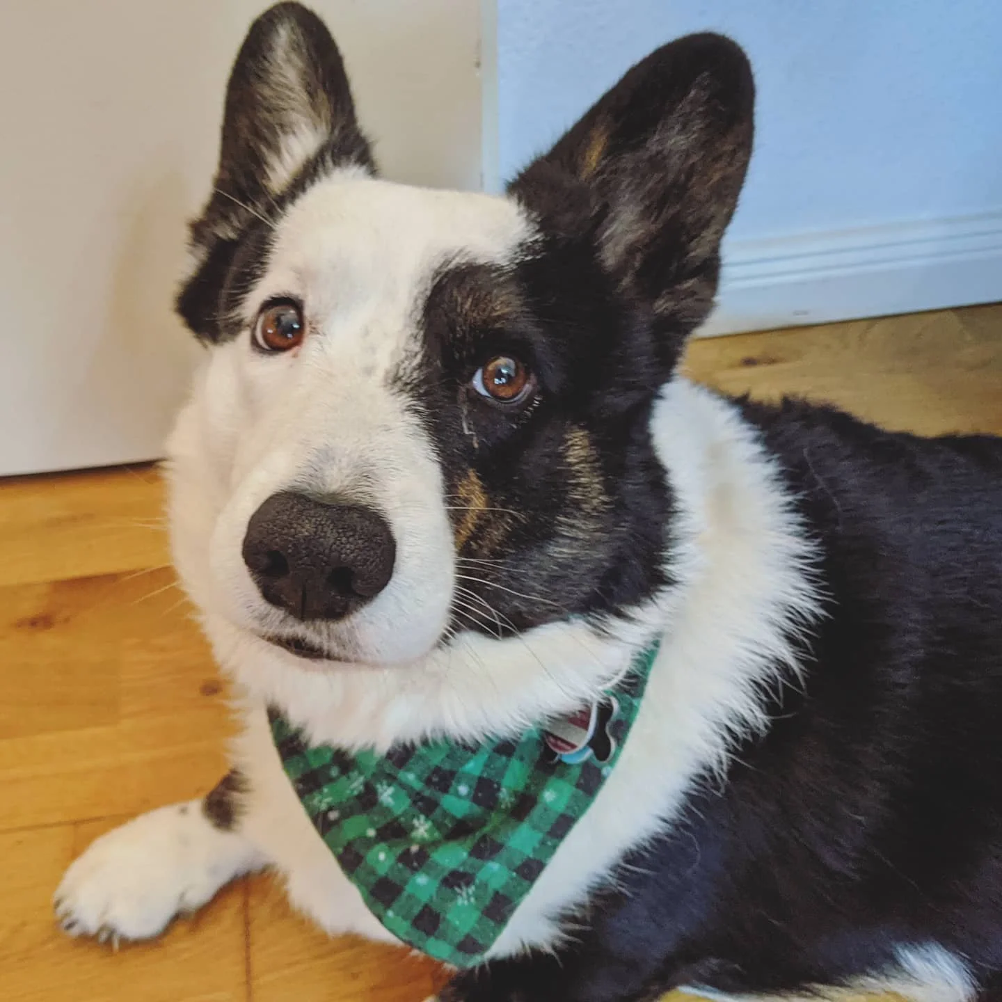 This year has been hard on everyone, but I'm still in the Christmas spirit. Stay safe and enjoy the holidays, everyone! I can't wait to be able to lead you on tours again! ☃️ 🎄 🎁 #corgiaddict  #corgi #corgisofinstagram #dogsofinstagram #dogsofhambu