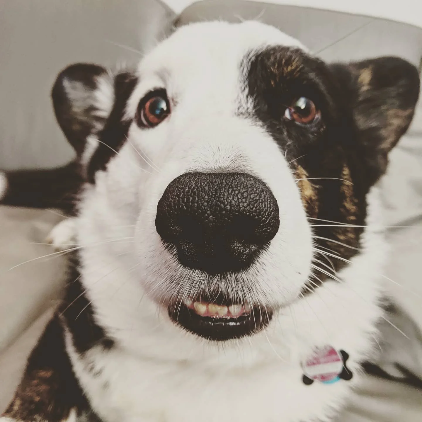 Hi from lockdown. Stay safe, my friends! #staysafe #corgisofinstagram #corgiaddict #corgi #dogsofinstagram #dogsofhamburg #dogsmile #lockdown #hamburg