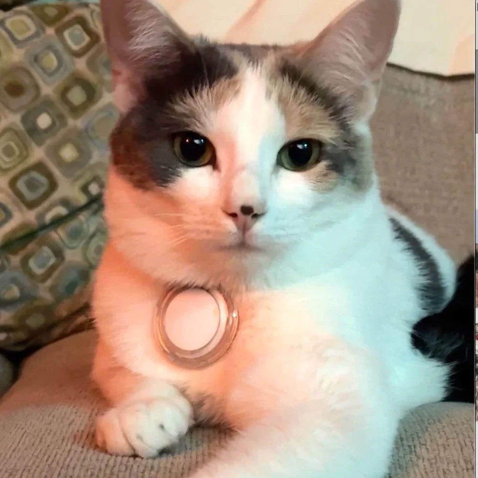 Dottie Mae Feathertail