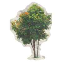 Tree illustration for outdoor ecotherapy sessions in Sacramento