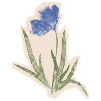 Blue wildflower illustration for individual therapy in Sacramento