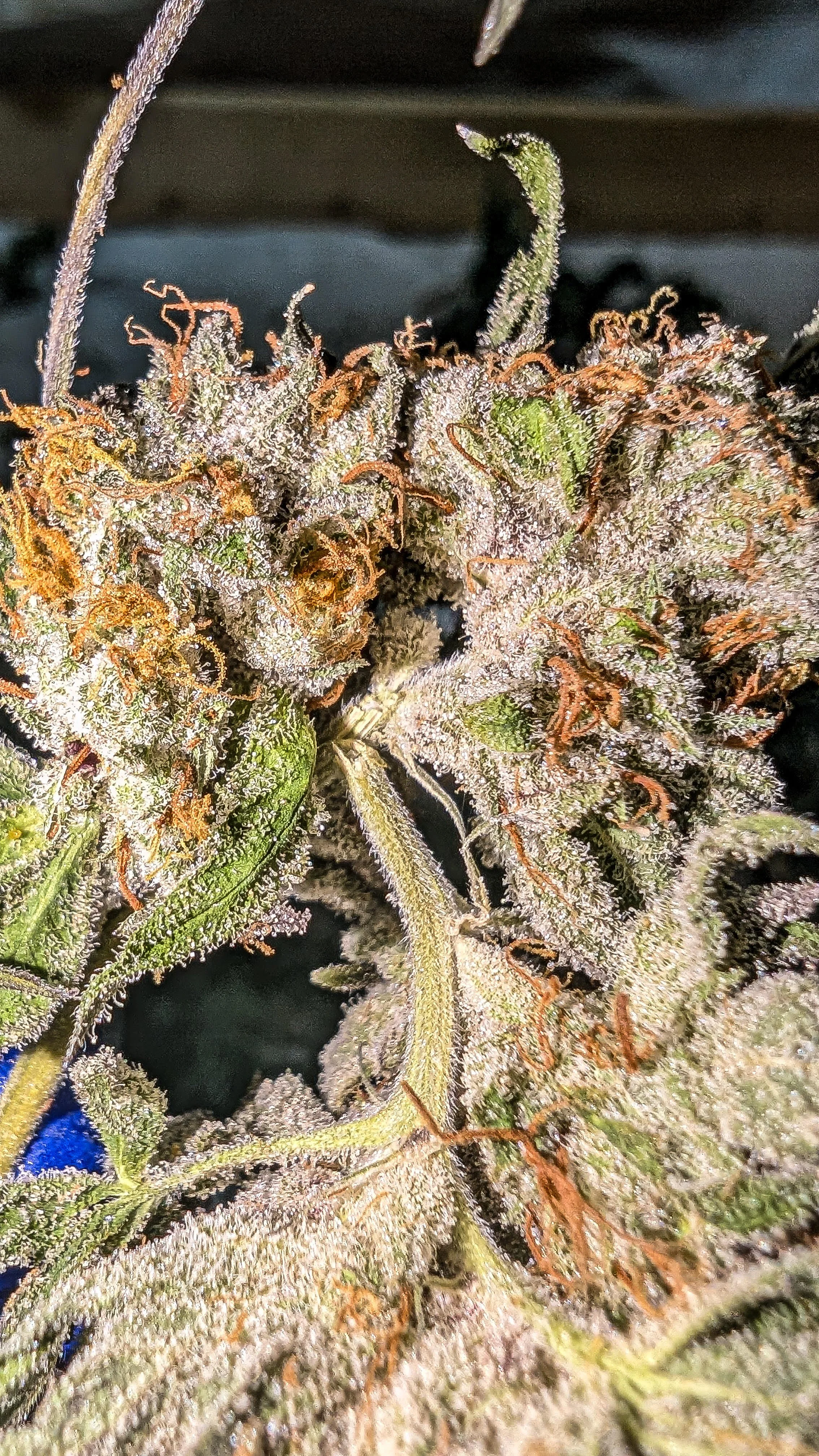 Durban pie 2.jpg