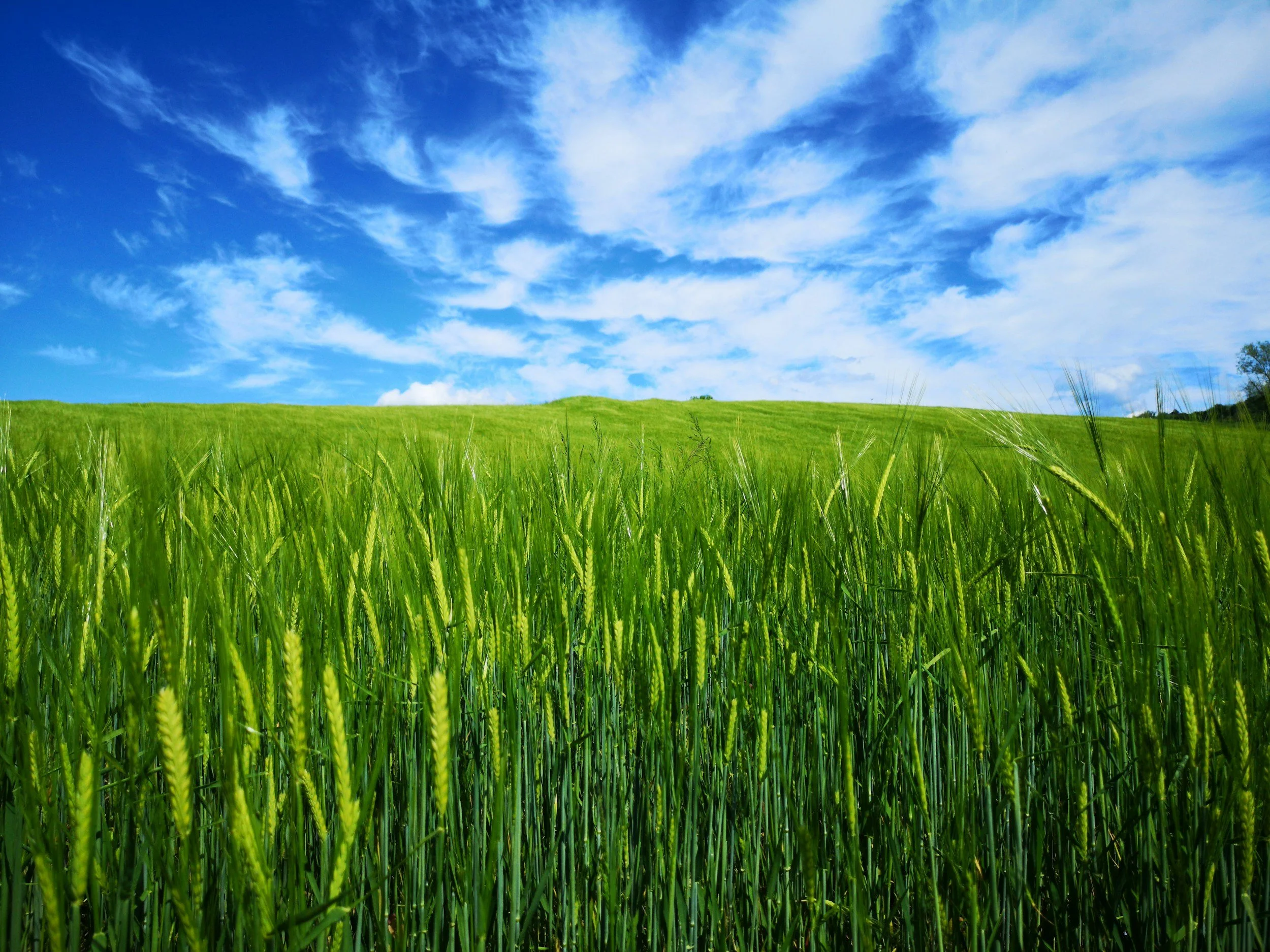 A green wheat field with a bright blue sky and scattered white clouds.