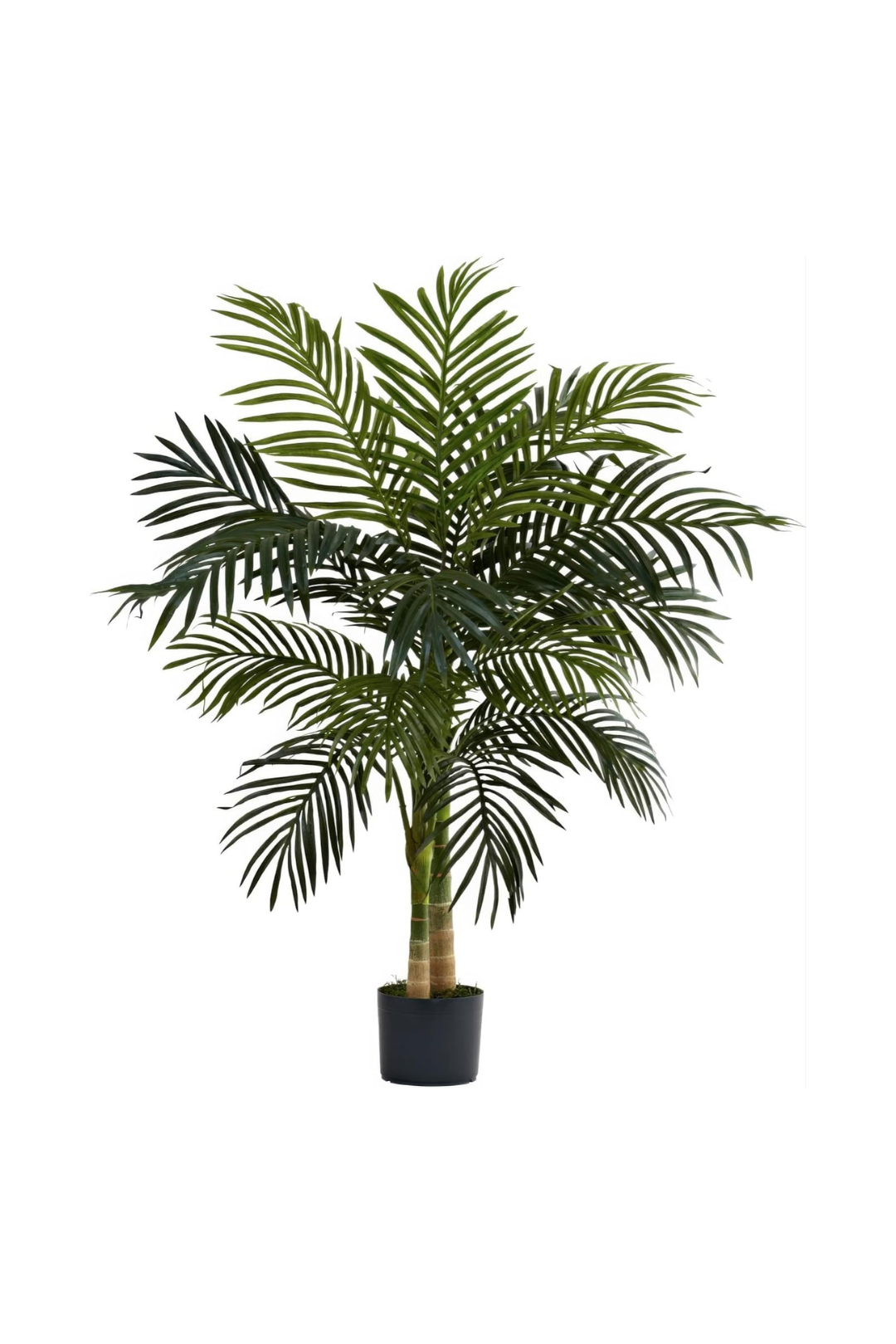 4ft Golden Cane Palm Tree