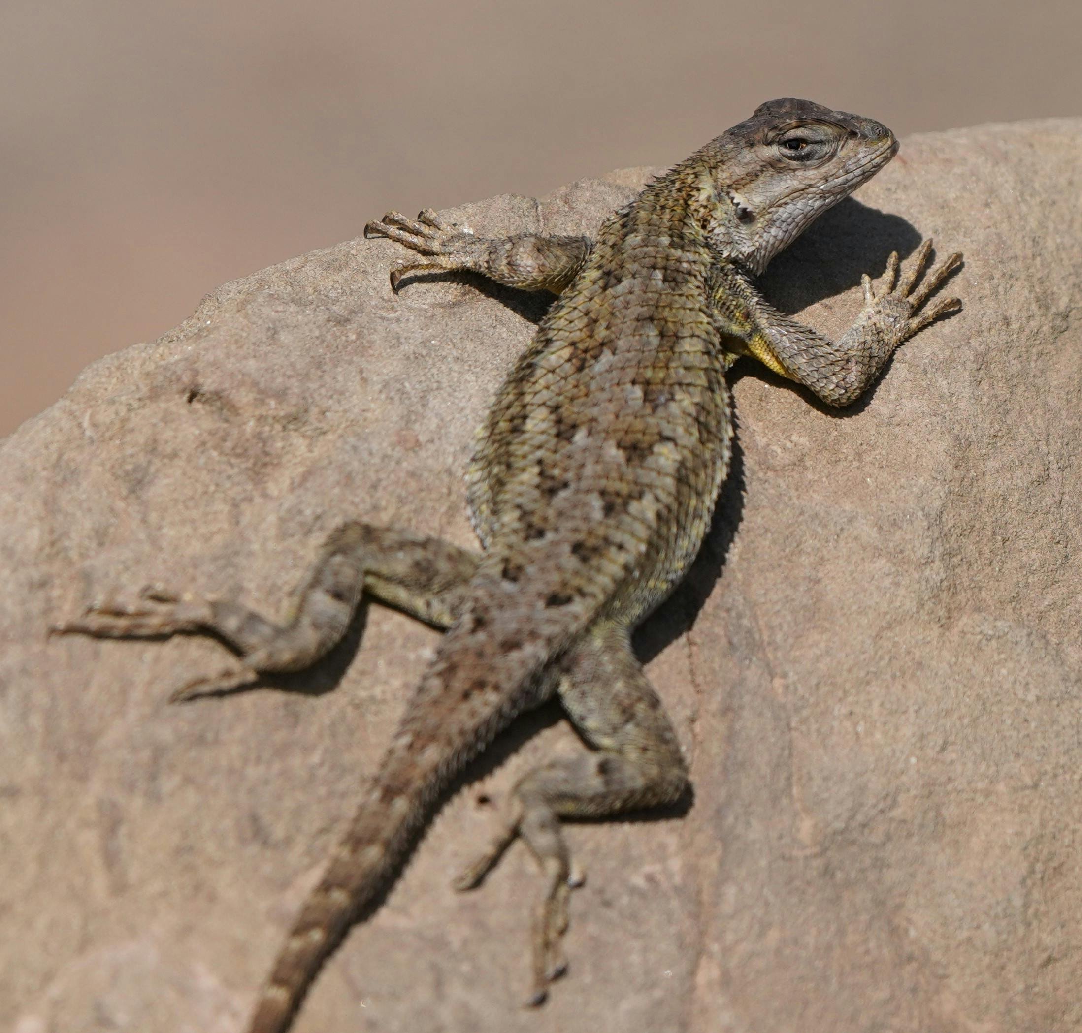 pexels-richard-block-lizard.jpg