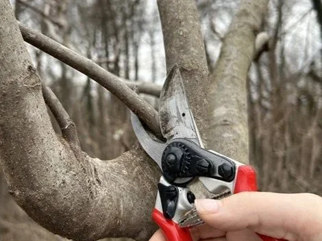 Rodgers Ranch Urban Farm FREE Pruning Class