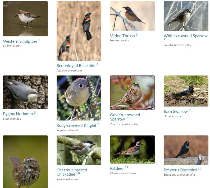 Naturalist Michael Marchiano- Common Birds of Contra Costa County