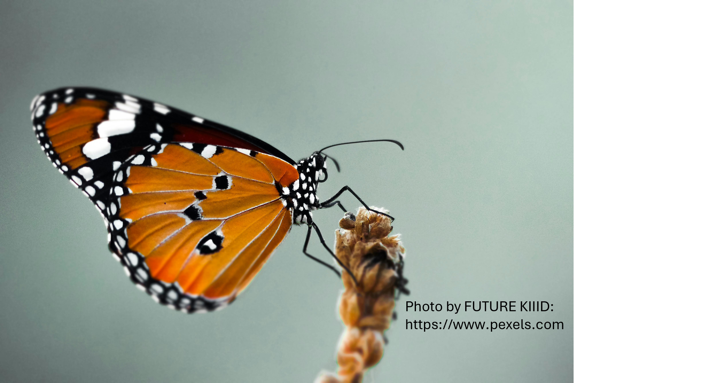 Naturalist Michael Marchiano- Butterflies