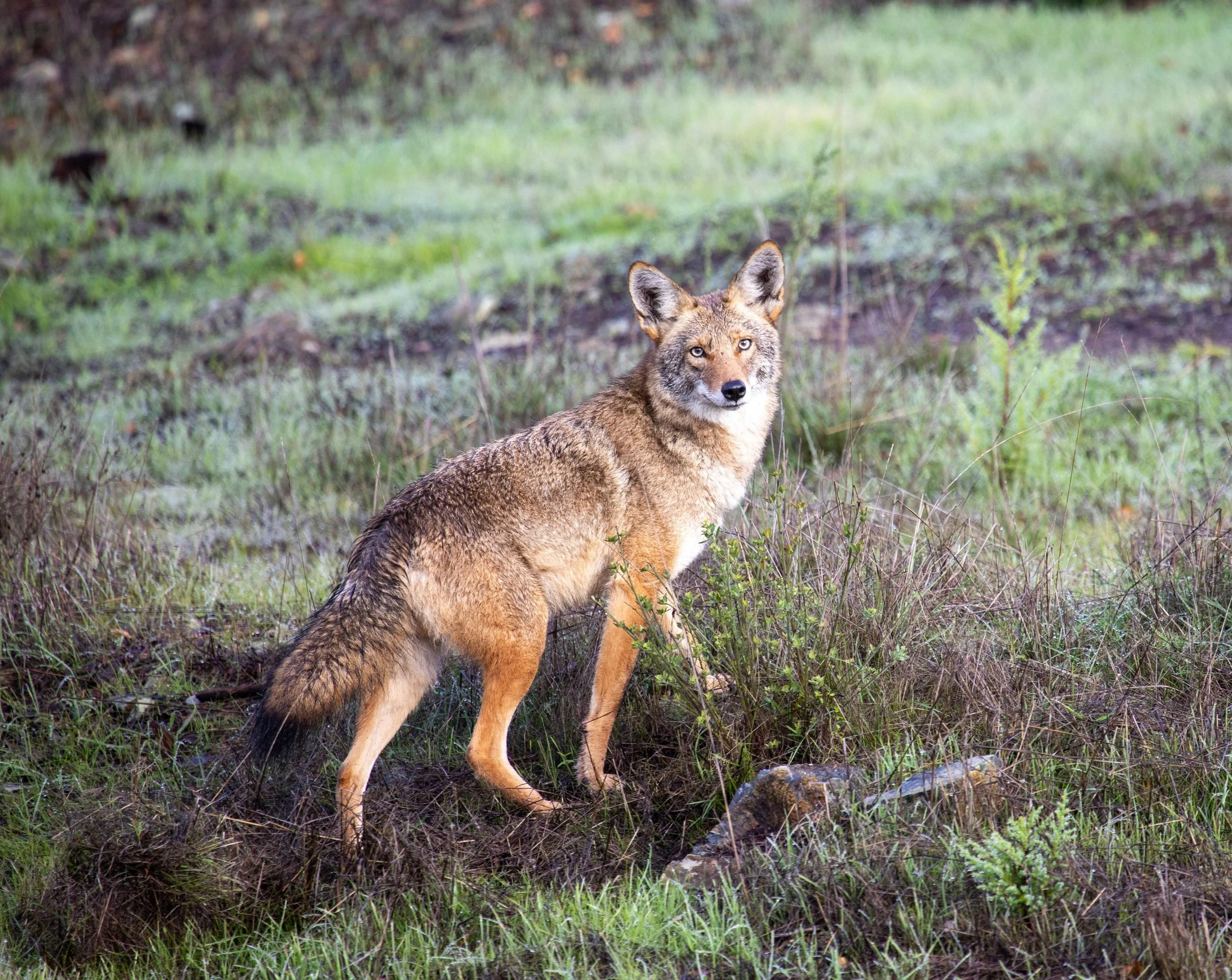 Naturalist Michael Marchiano- Mammals