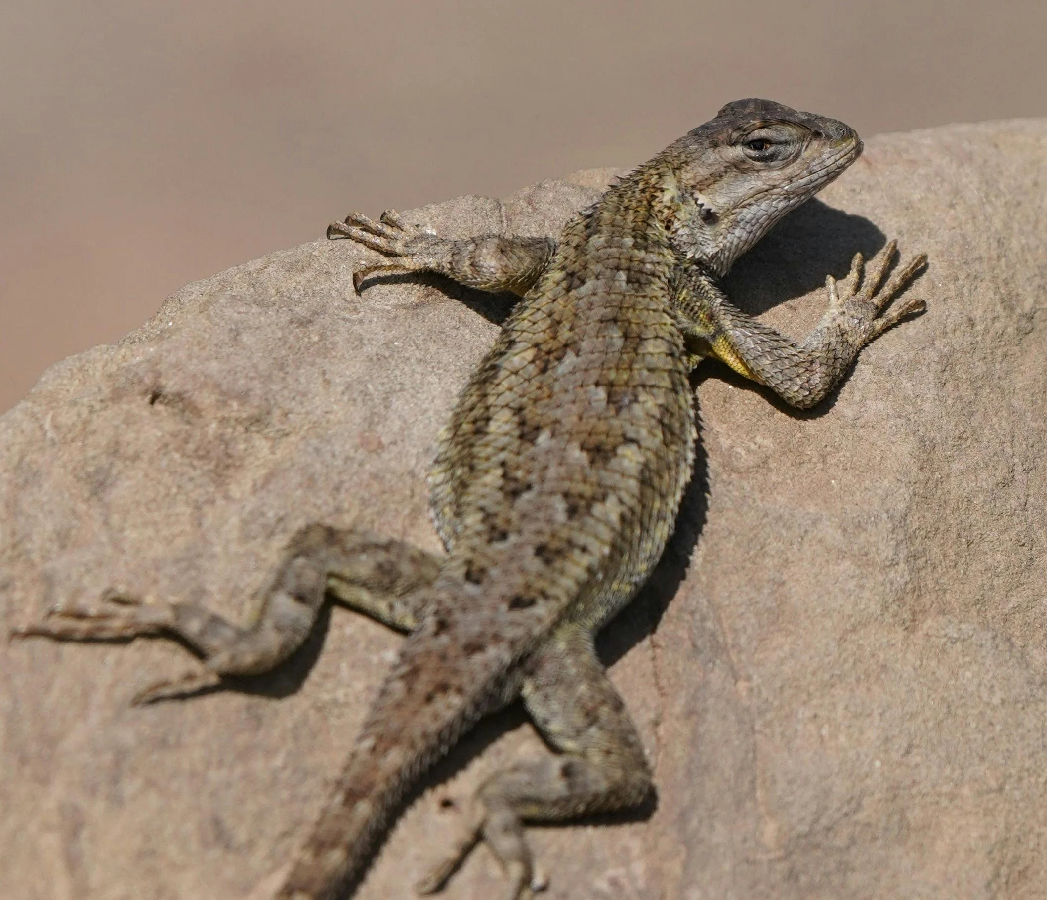Naturalist Michael Marchiano- Reptiles