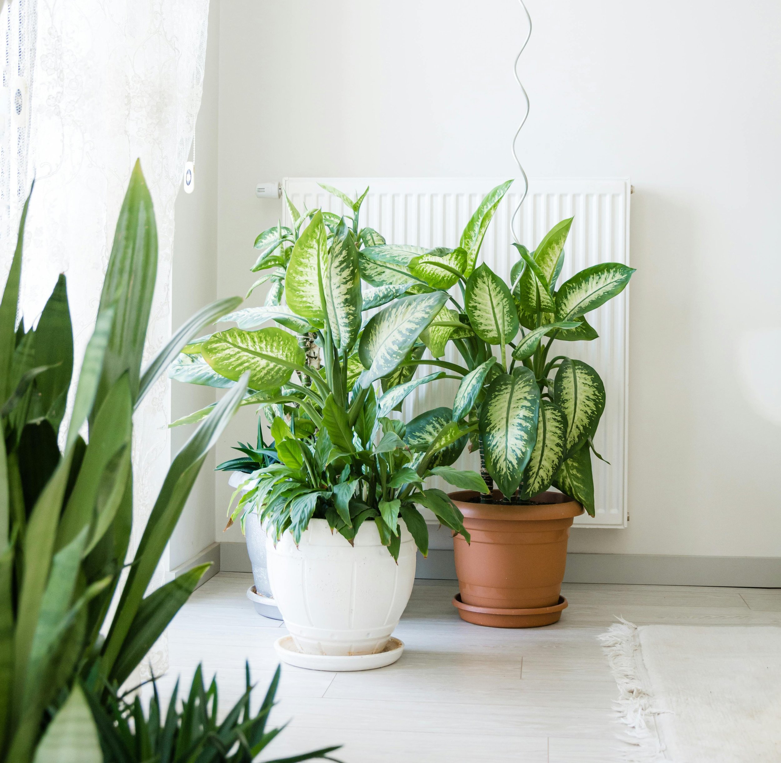 Museum Day- Houseplants