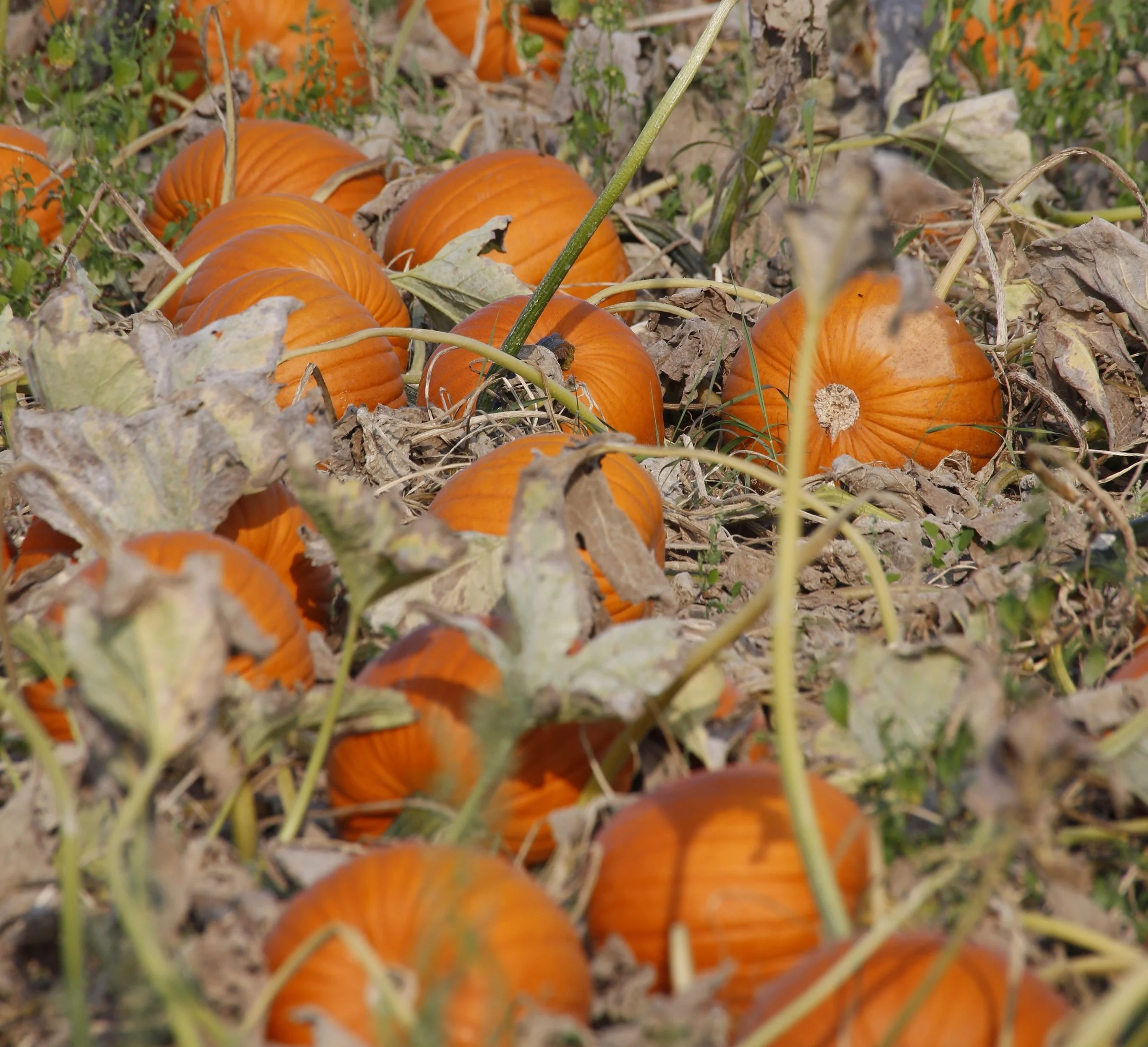 Rodgers Ranch Harvest Festival