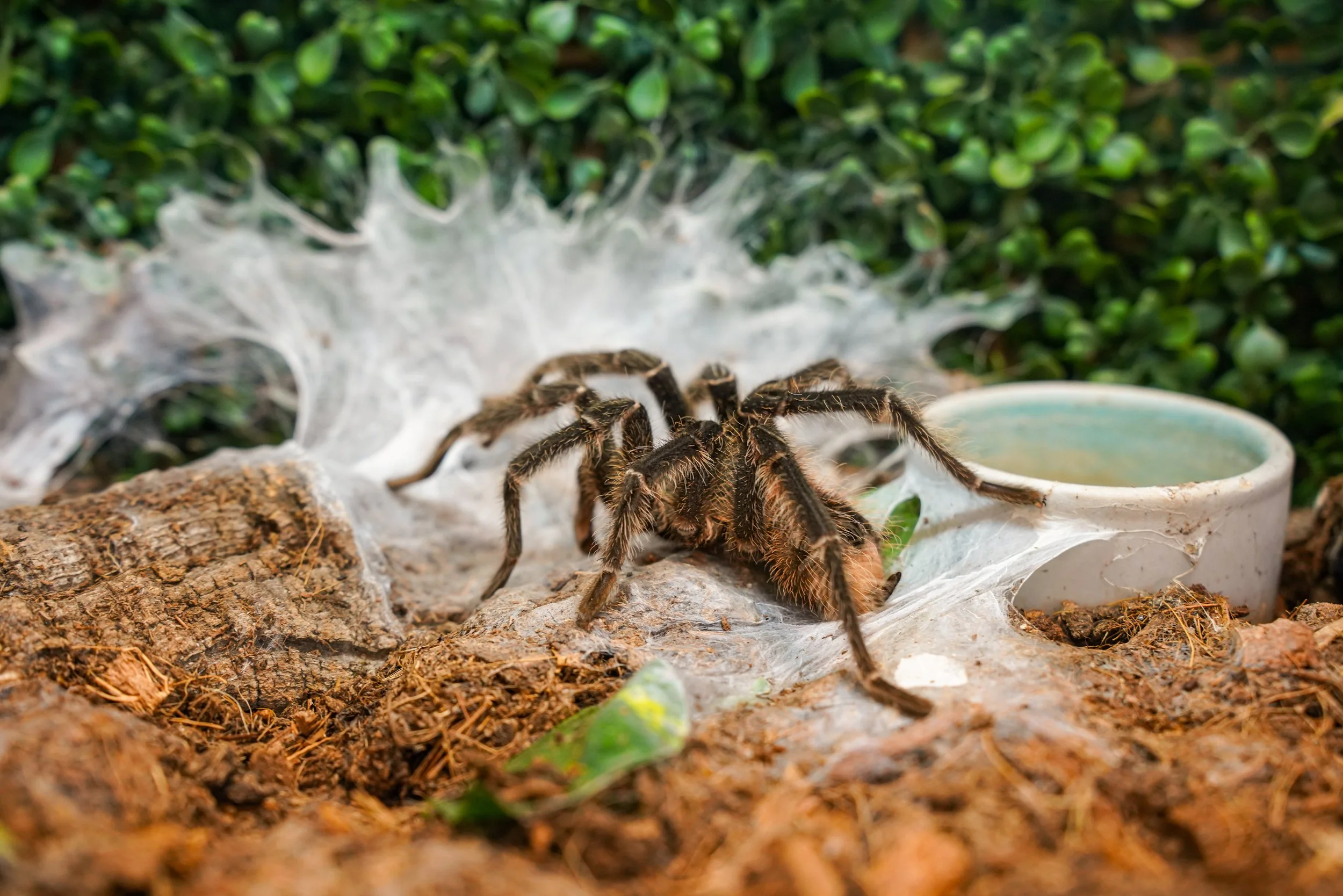 Nature Series-Spiders