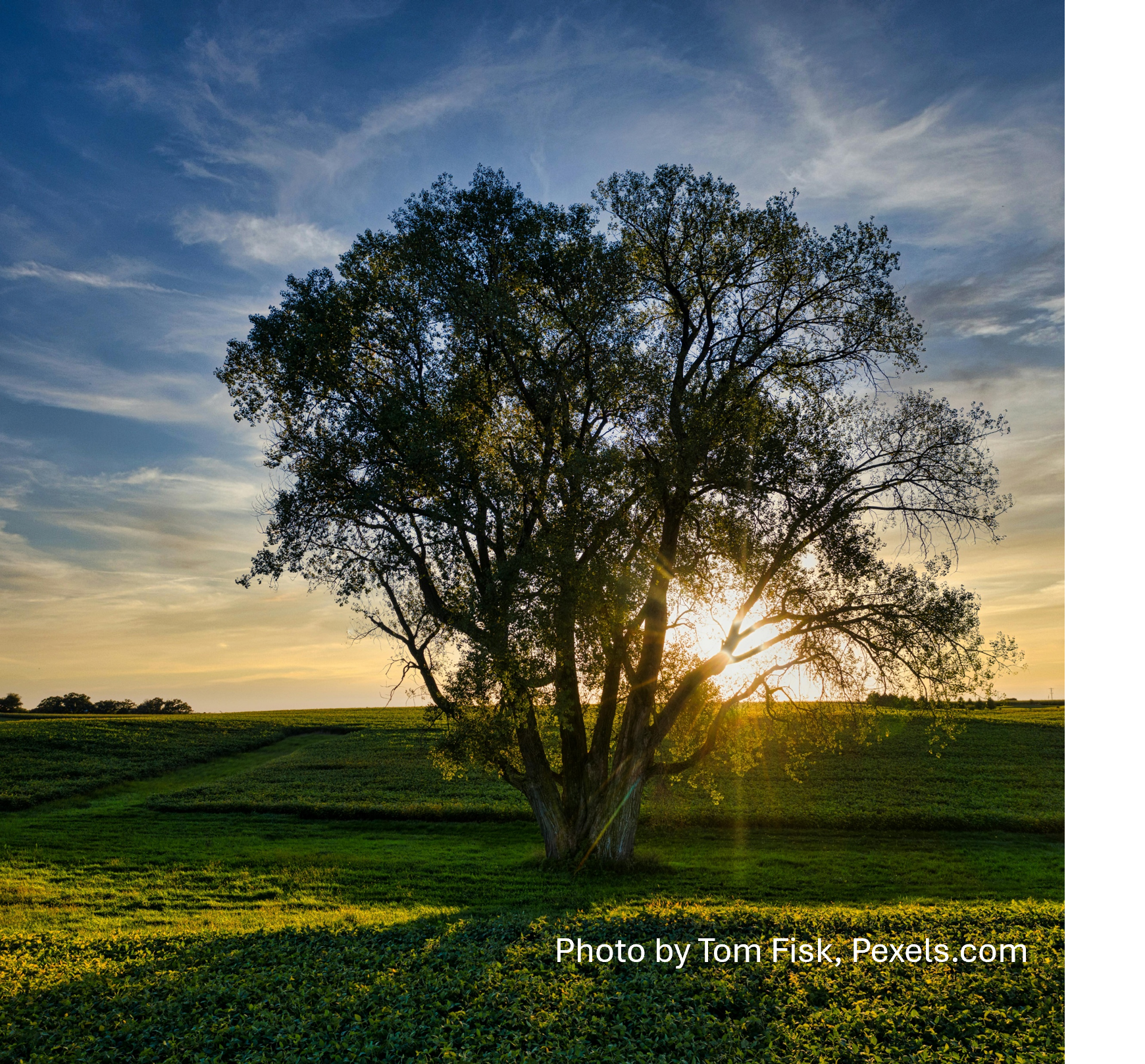 Nature Series-Trees & Shrubs