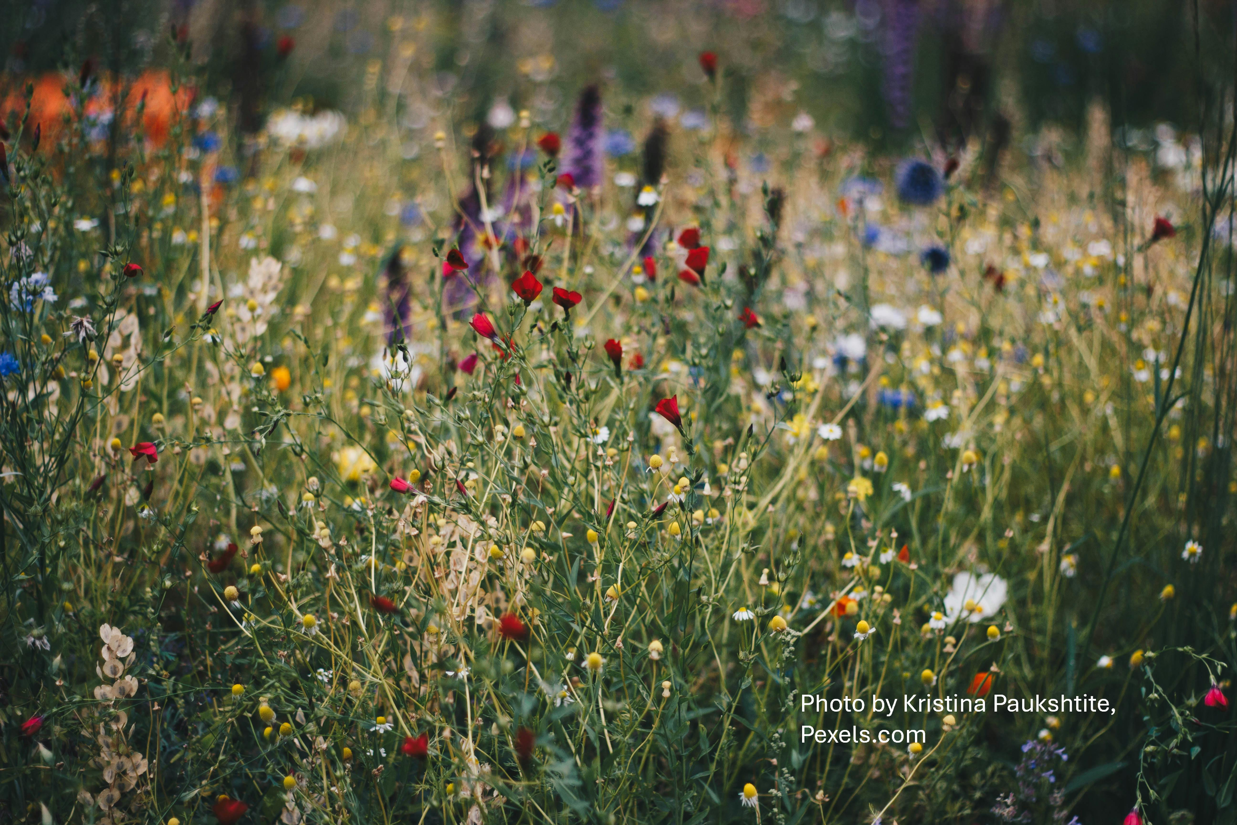 Michael Marchiano-Wildflowers