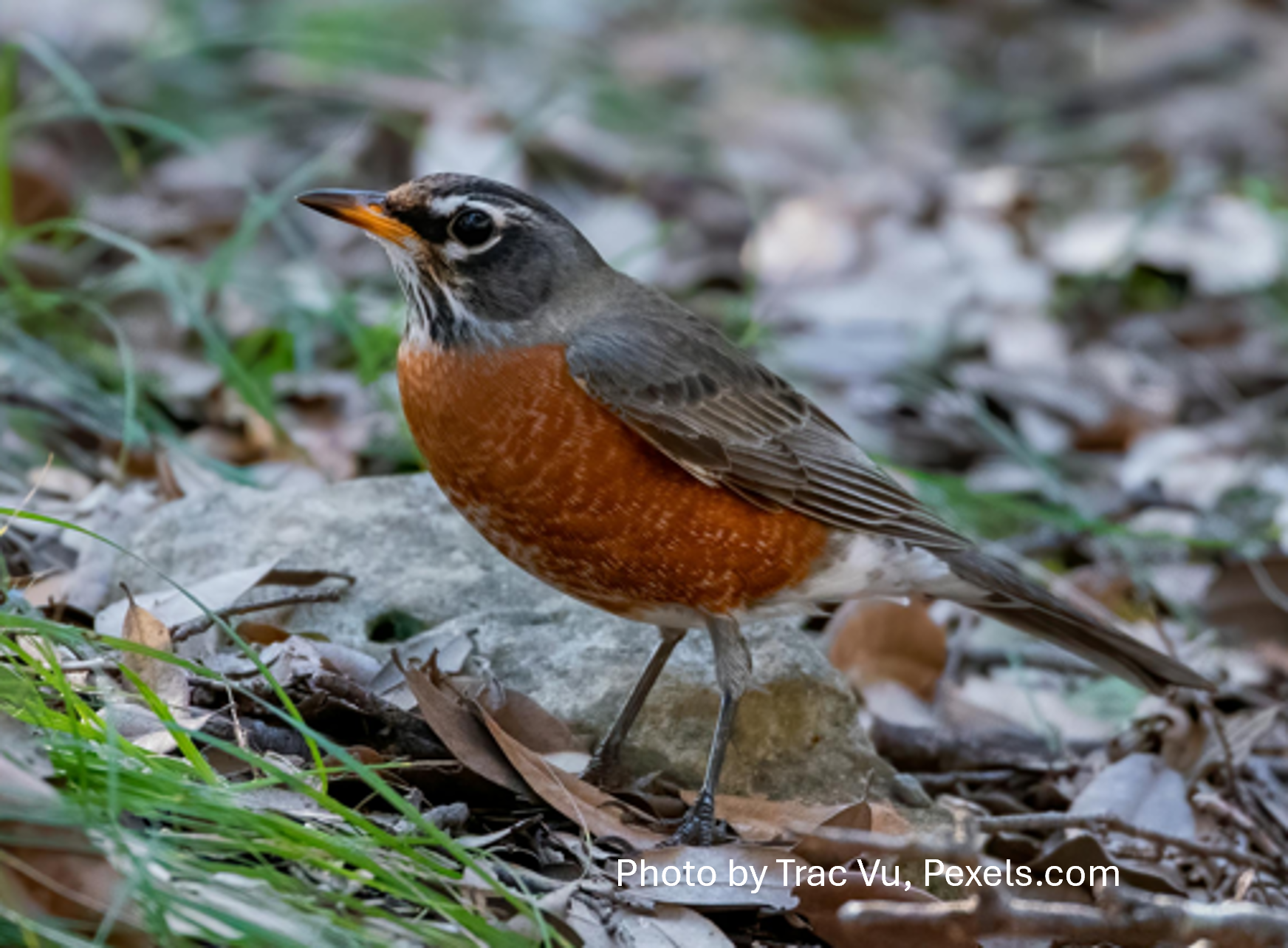 american robin.png