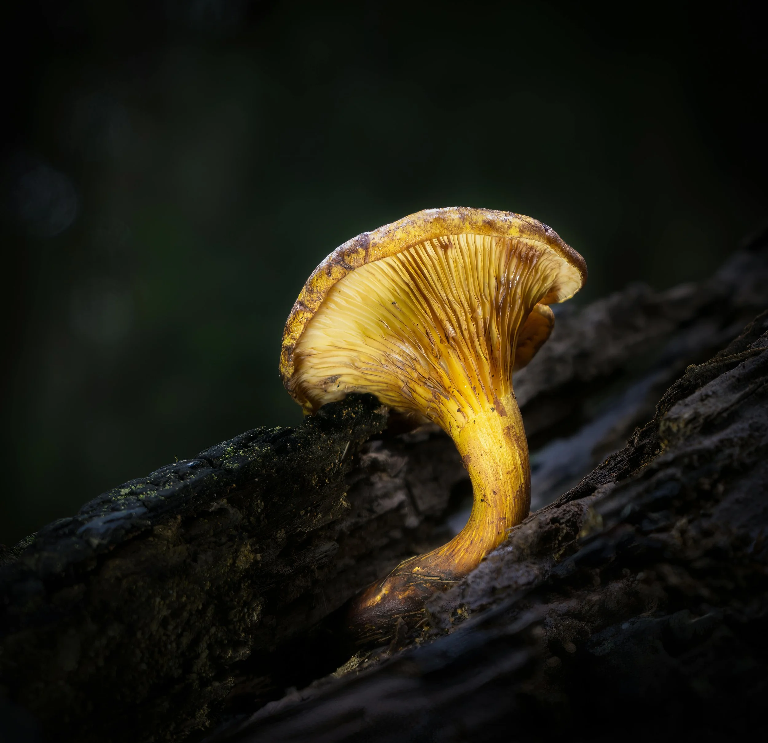 Nature Series-Mushrooms & Fungi