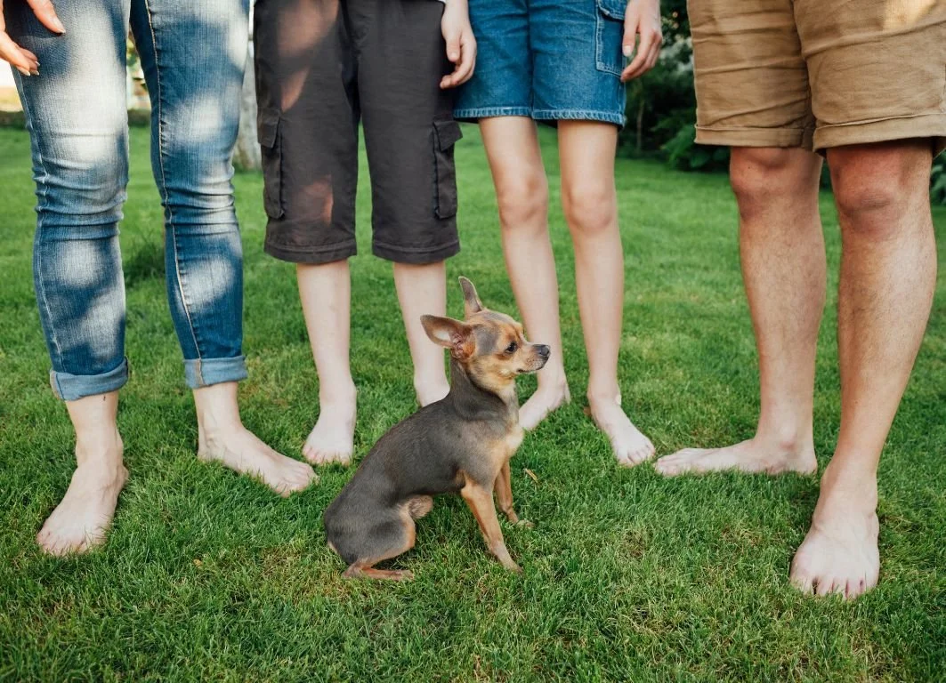 Mehrere Menschen stehen barfuss auf einer Wiese, neben ihnen sitzt ein kleiner Hund – Symbol für Natürlichkeit, Erdung und Freude am Barfusssein in der Natur.