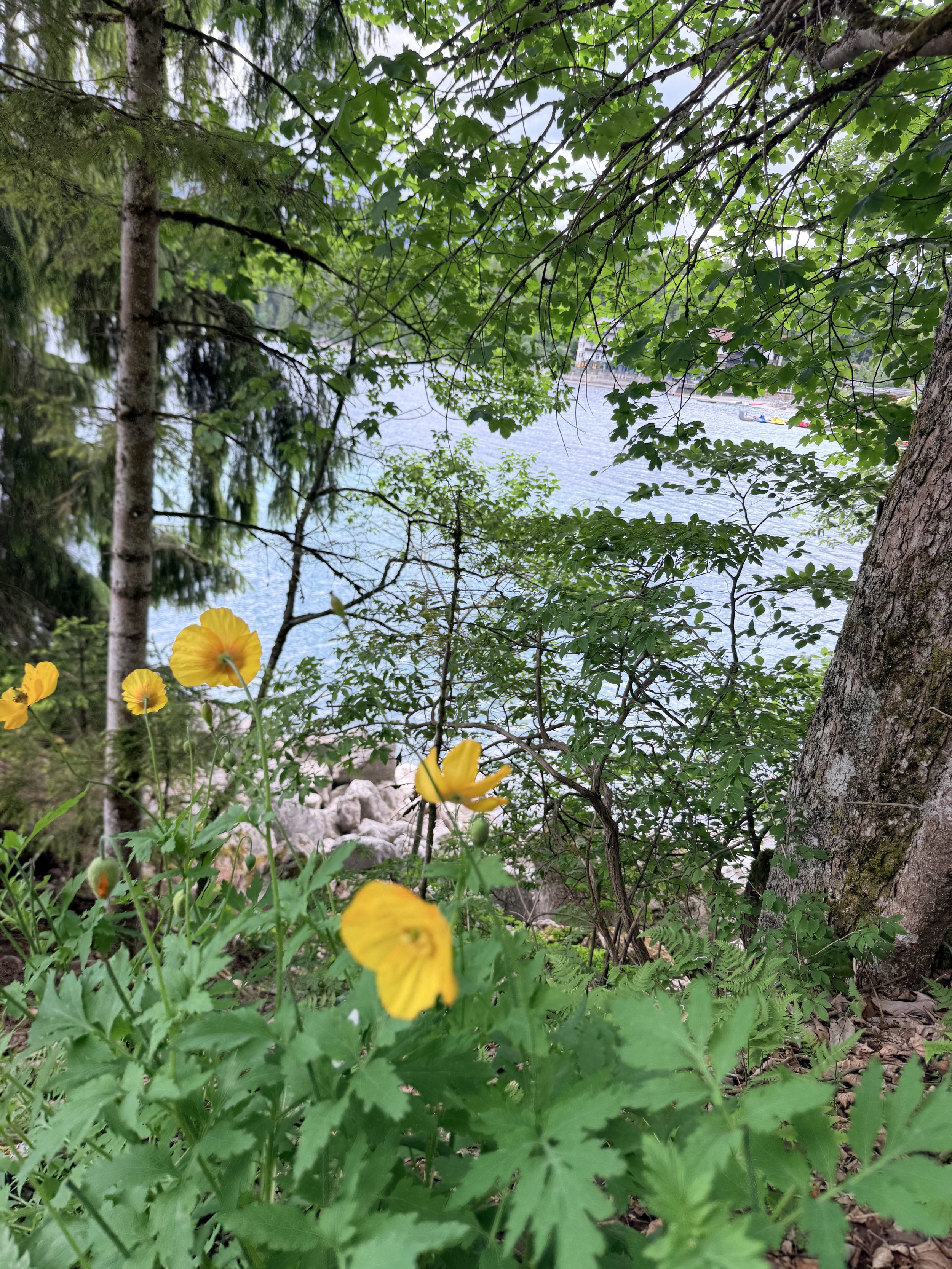 IMG_1719.jpeg